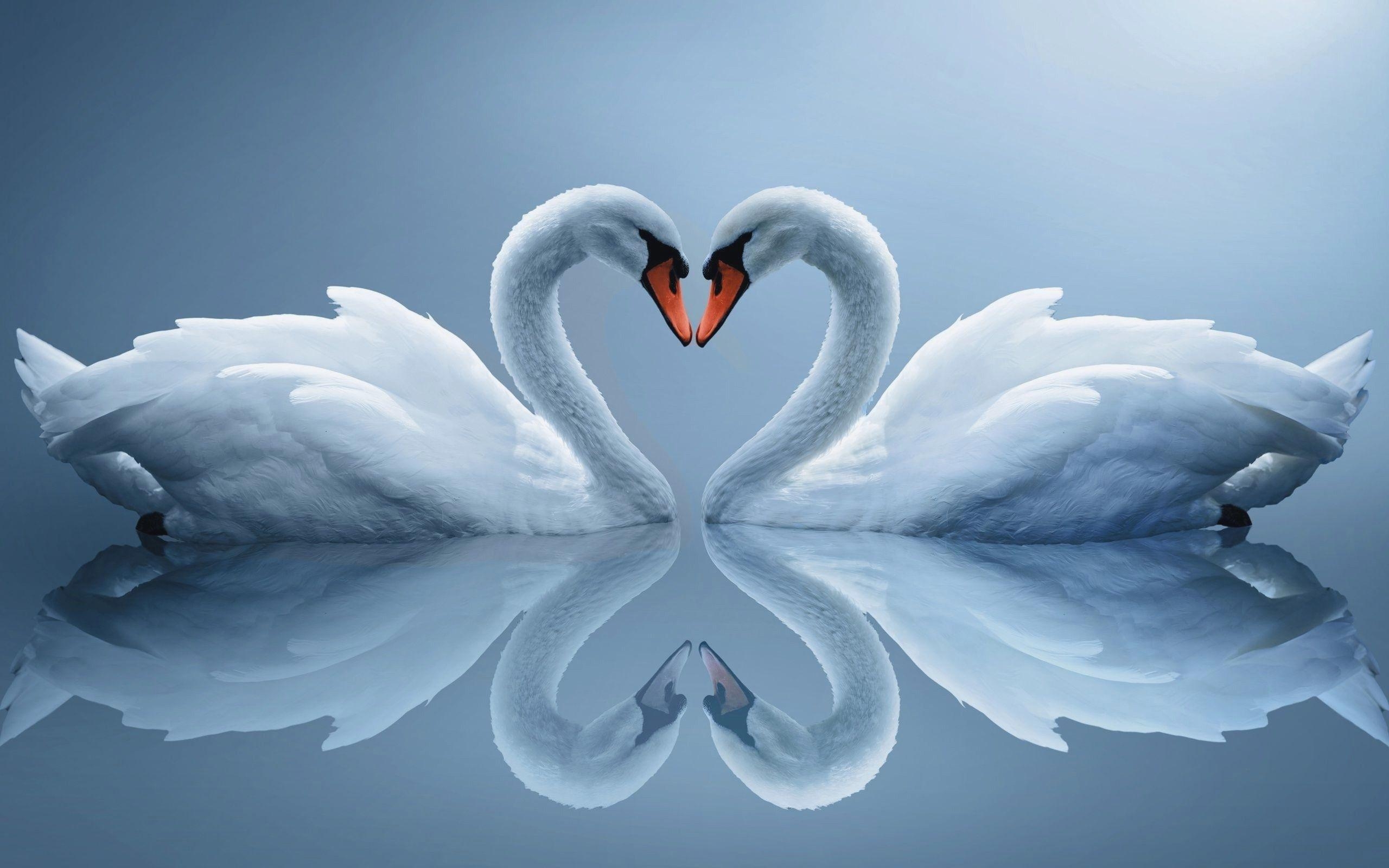 2560x1600 Swans Wallpaper HD Download, Desktop