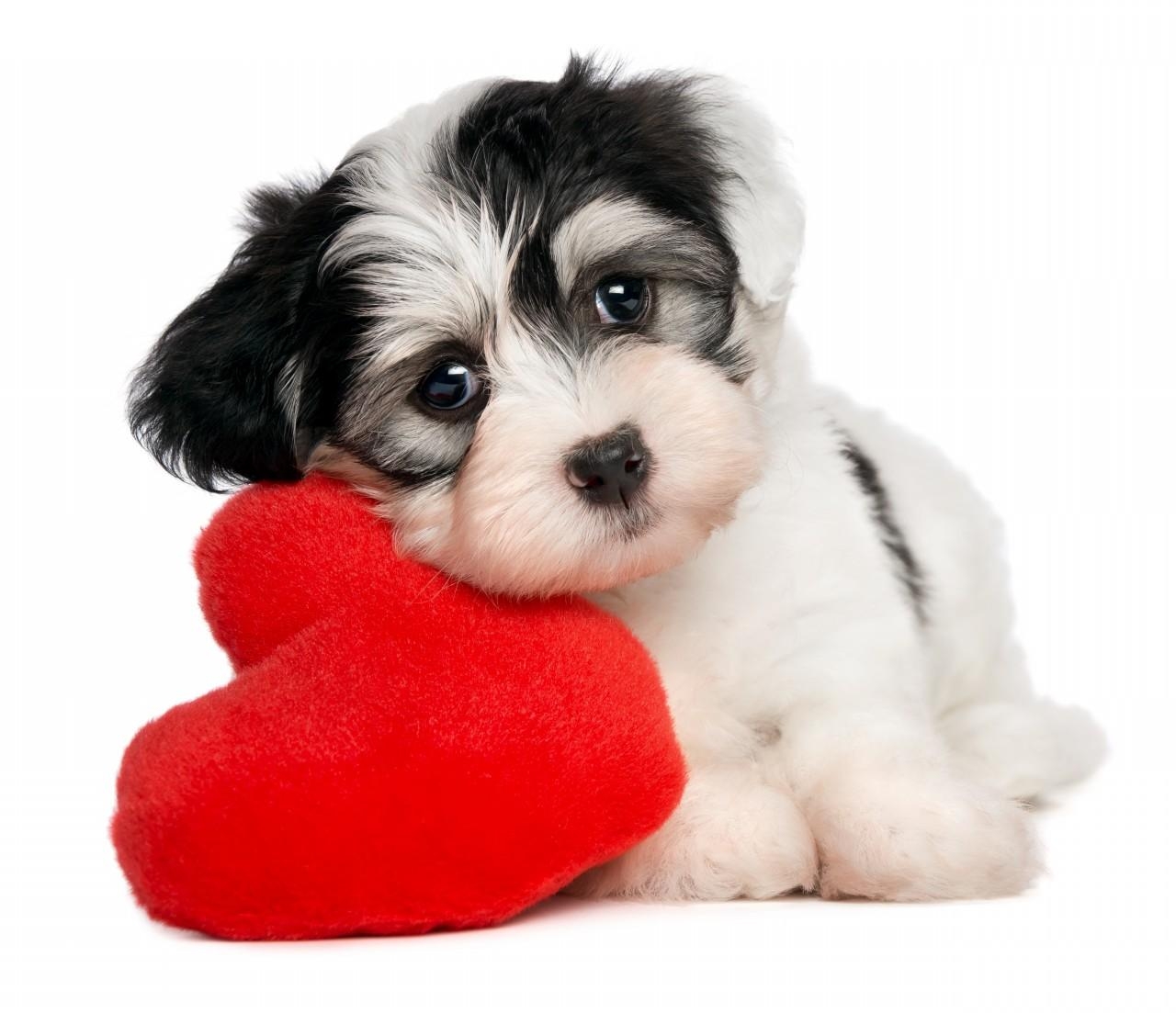 1280x1110 Free download dog with big heart photo and wallpaper, Desktop