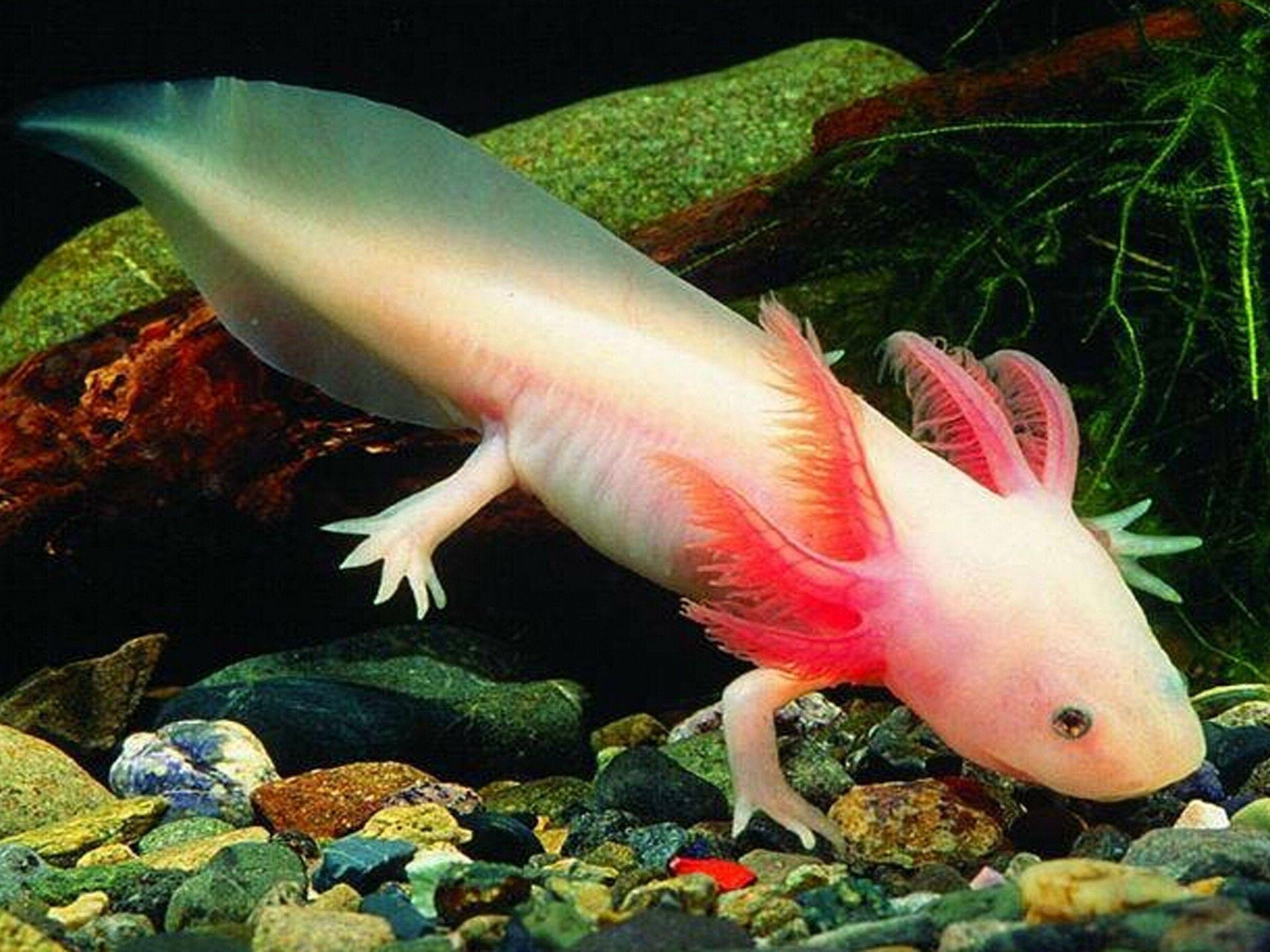 1920x1440 Axolotl Mexican Walking Fish, Wallpaper13.com, Desktop