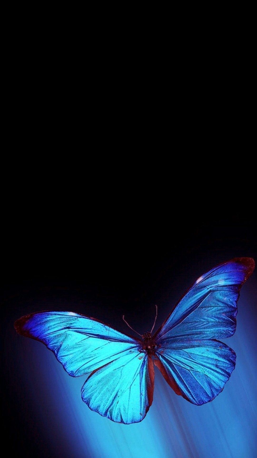 1080x1920 iPhone Blue Butterfly Wallpaper HD, Phone