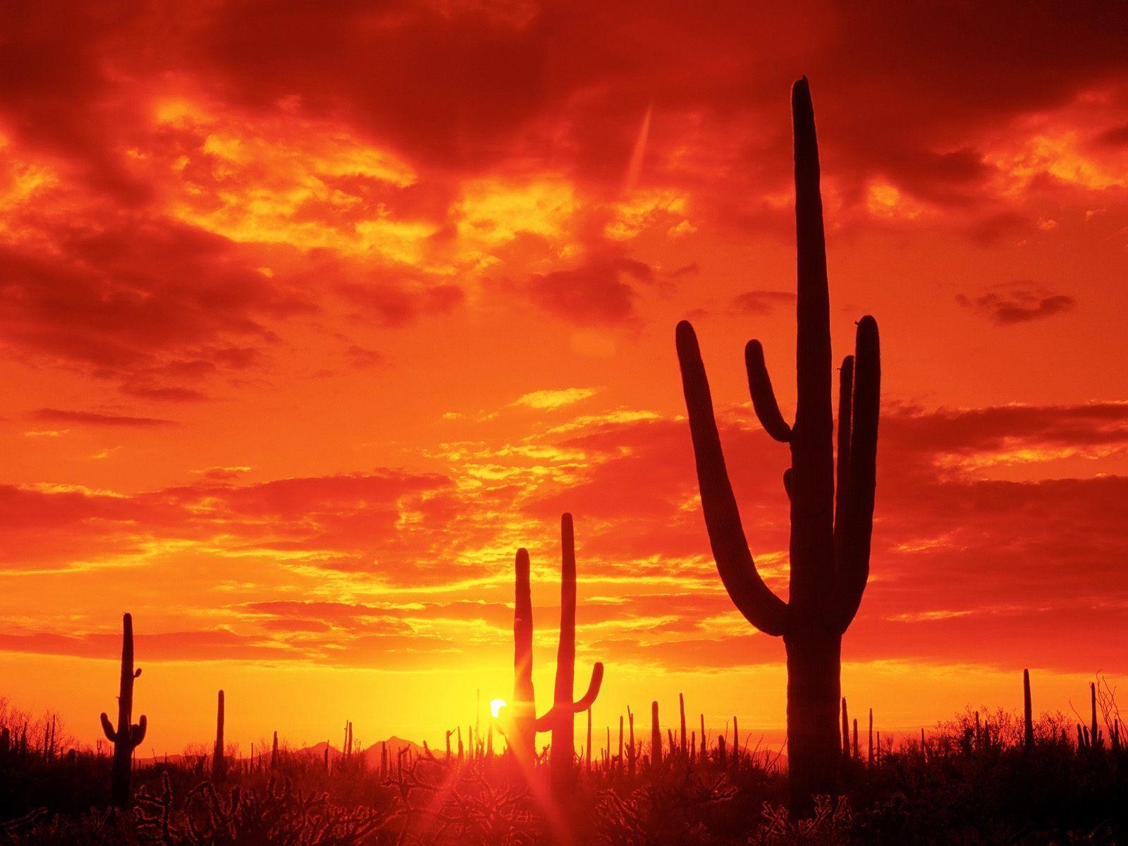 1600x1200 Burning Sunset Saguaro National Park Arizona. New Heaven On Earth!, Desktop