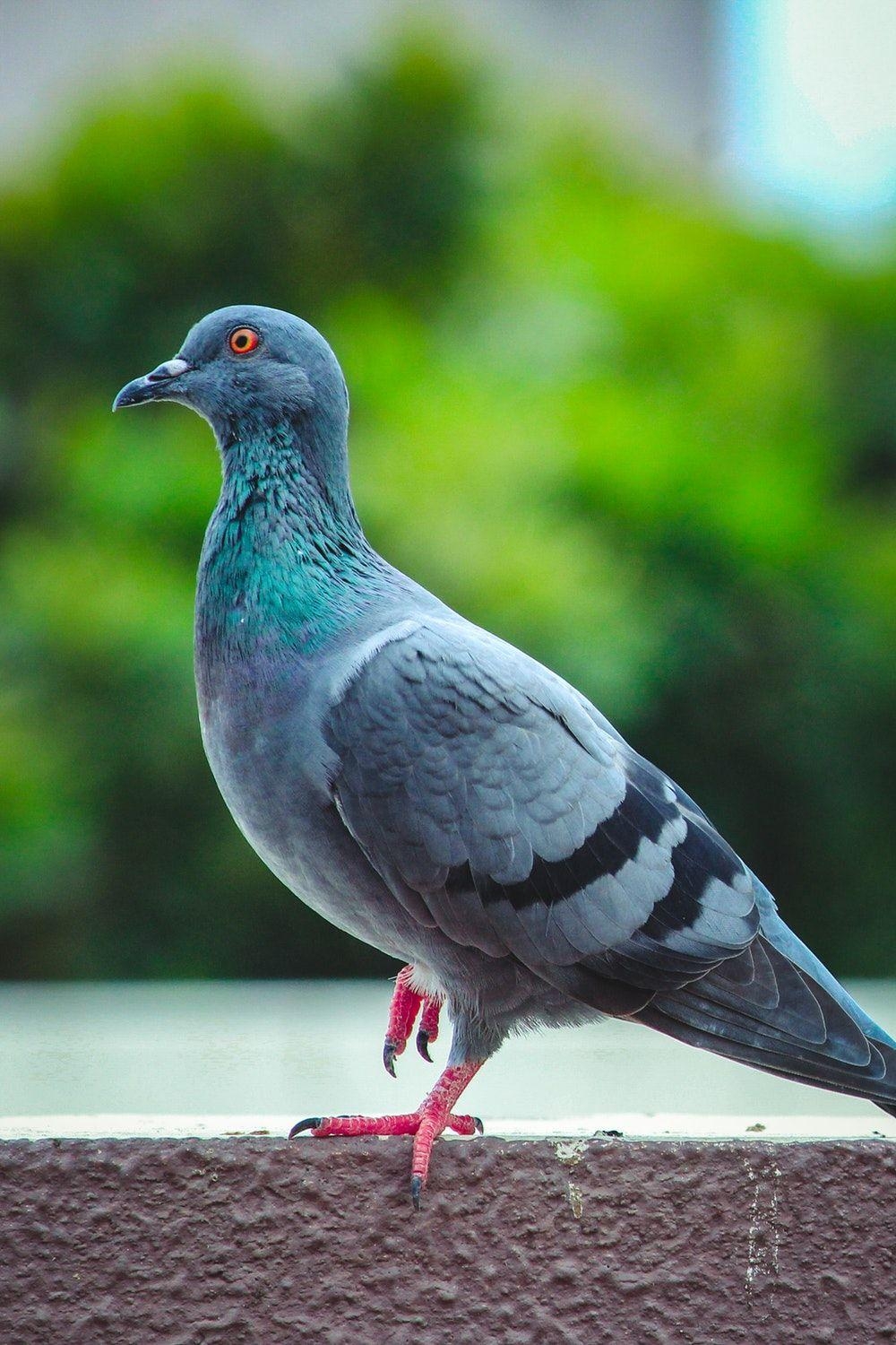 1000x1500 Pigeon Picture. Download Free Image, Phone