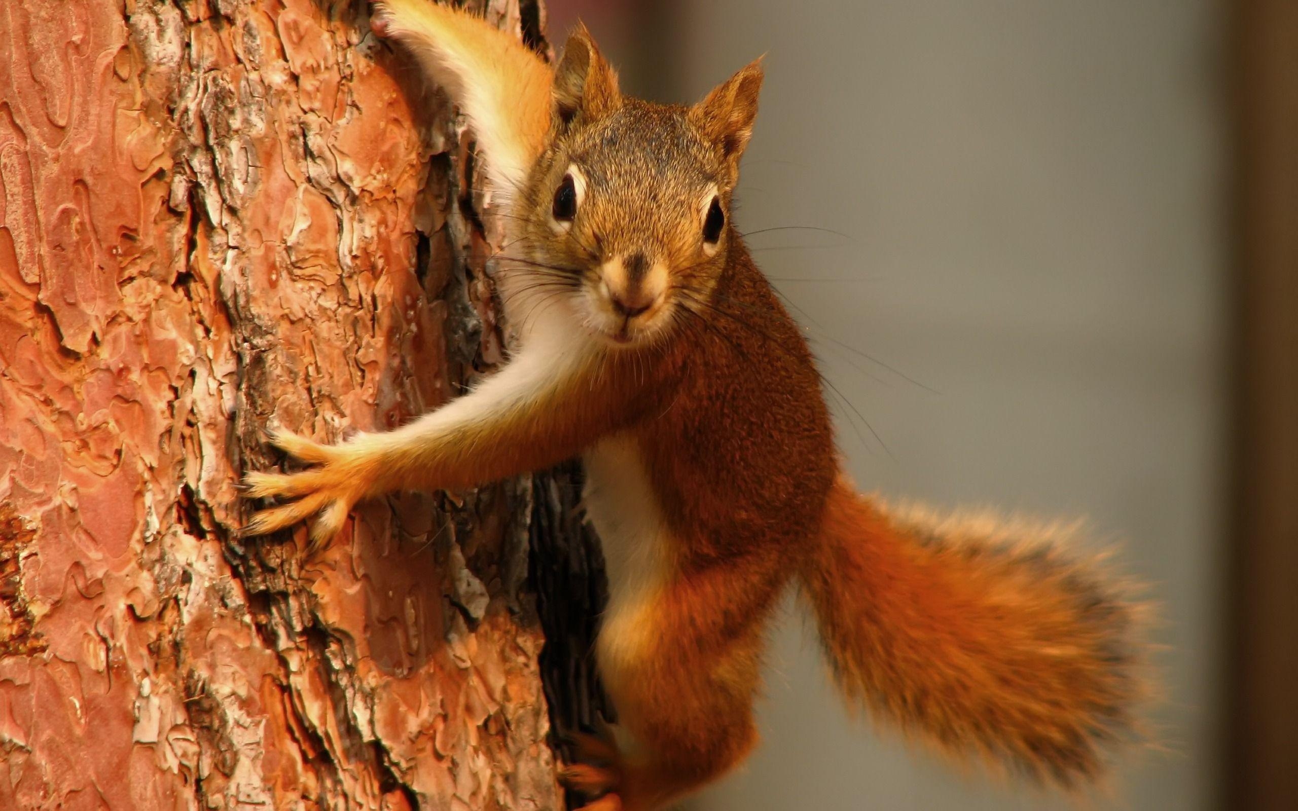 2560x1600 Squirrel HD Wallpaper 39783 in Animals, Desktop