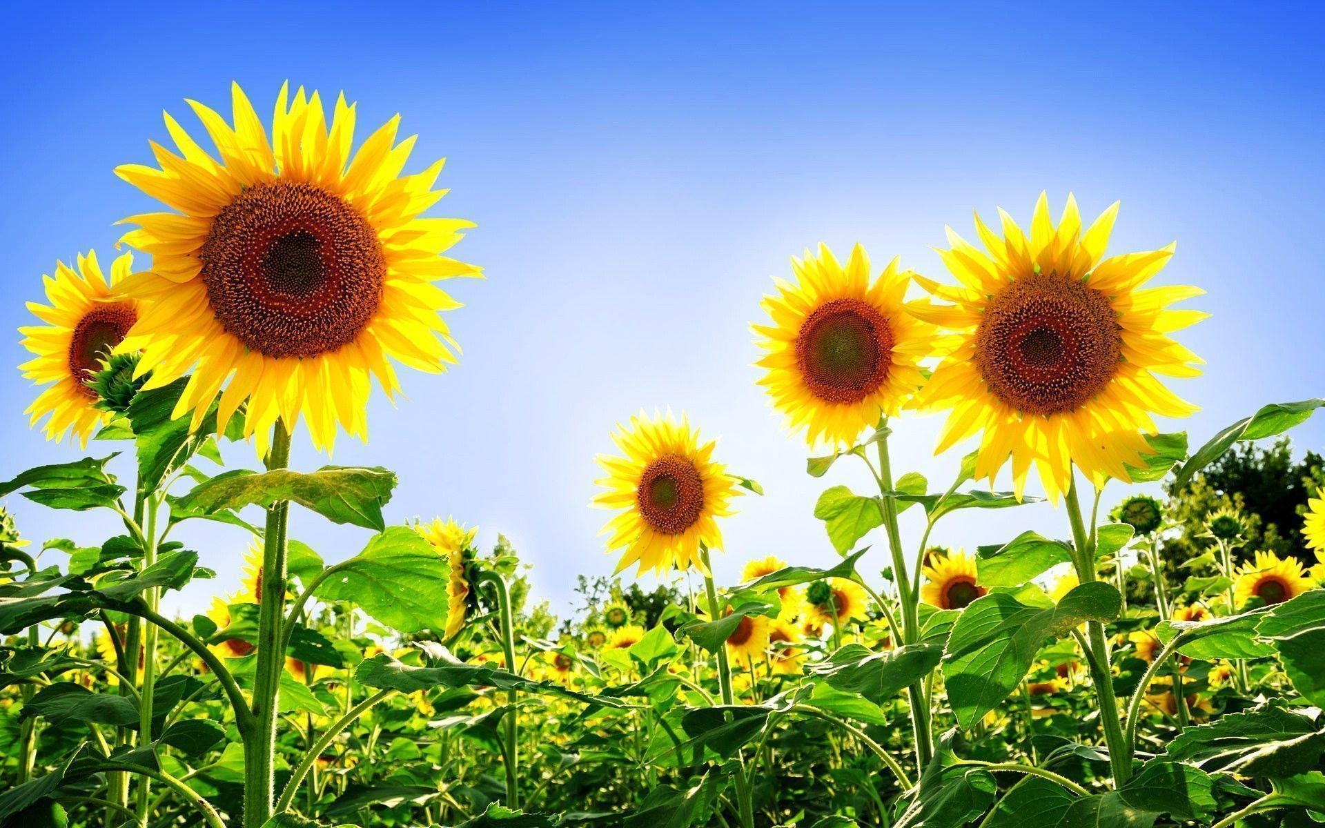 1920x1200 Free Wallpaper Beautiful Subflower Picture For Background, Desktop