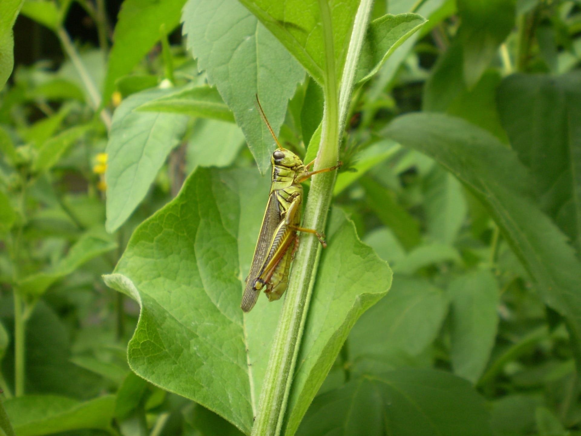 1920x1440 Bush cricket 1080P, 2K, 4K, 5K HD wallpaper free download, Desktop