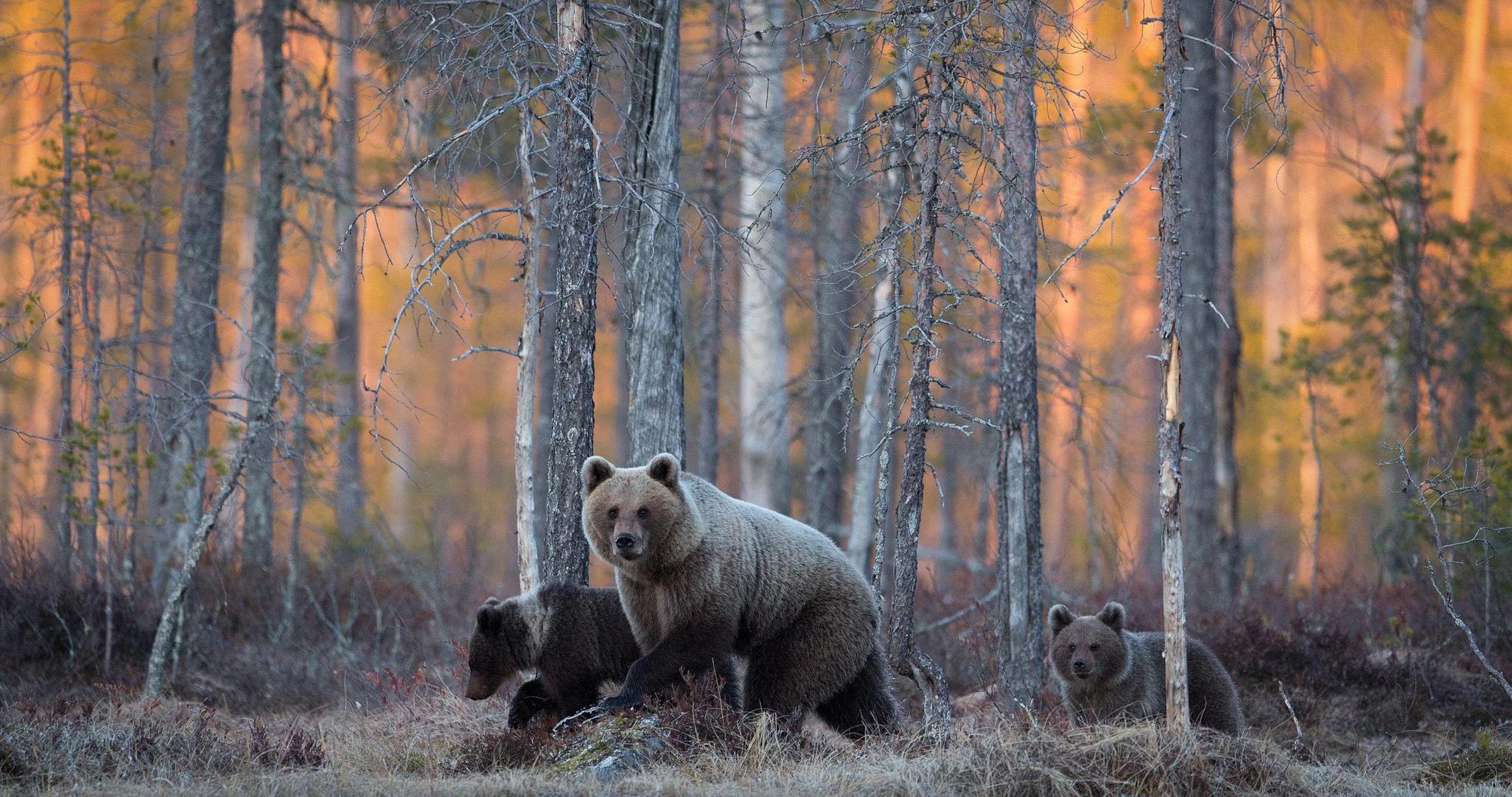 4100x2160 bears in forest 4k ultra HD wallpaper High quality walls, Desktop