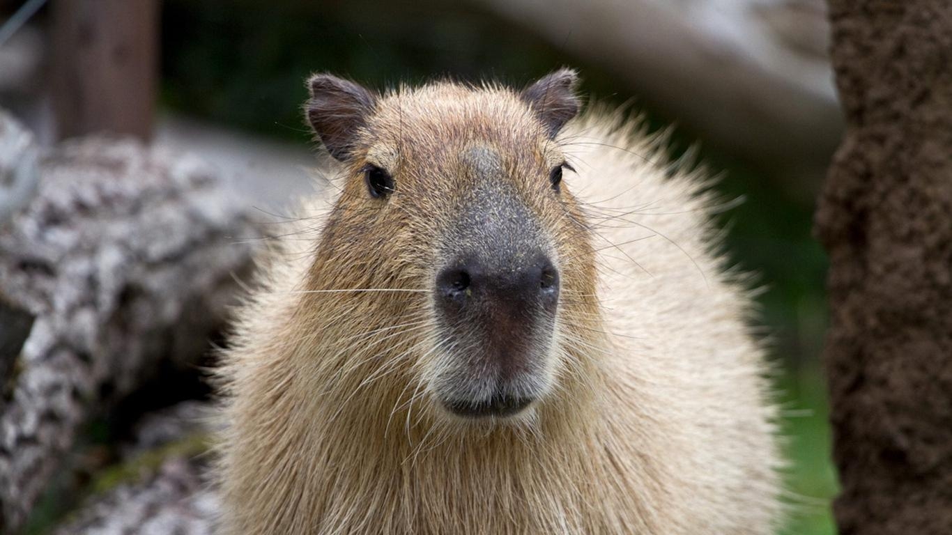 1370x770 Download wallpaper  capybara, muzzle, nose tablet, laptop HD, Desktop