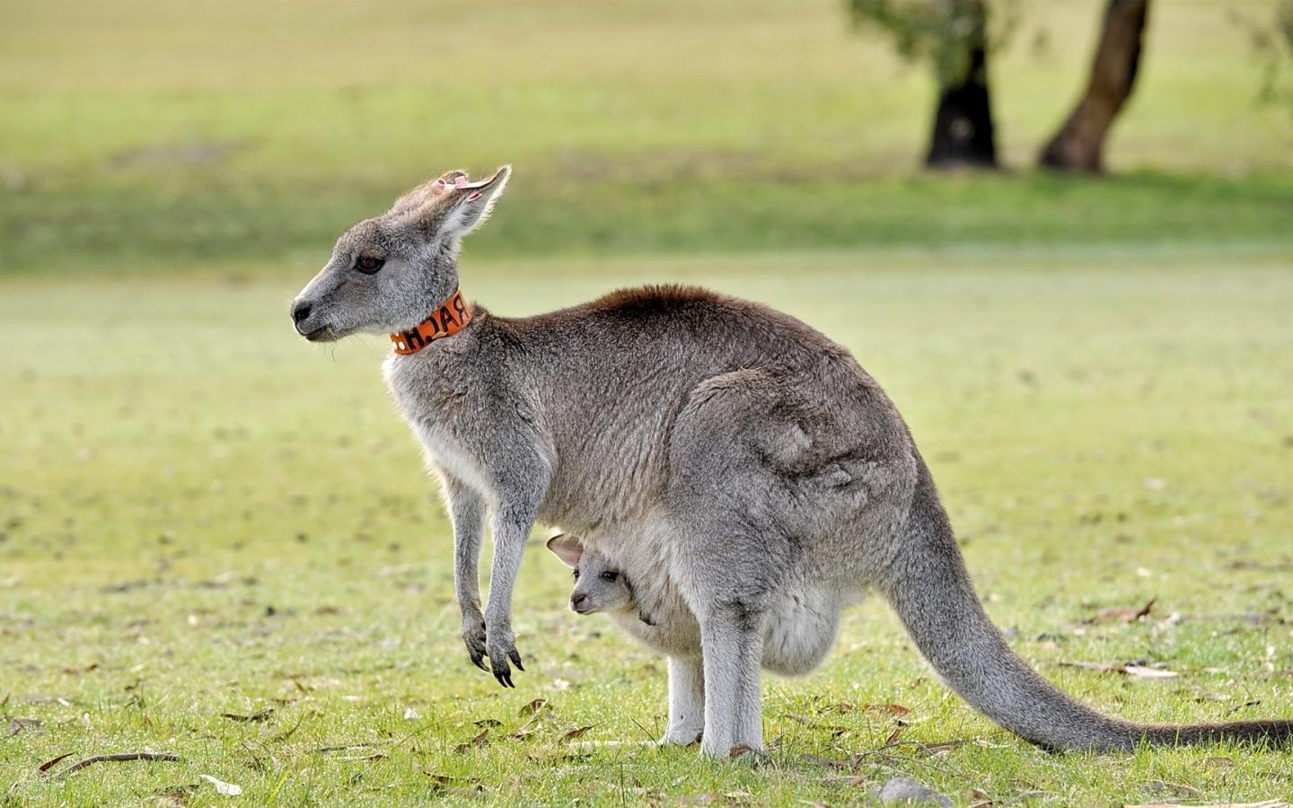 1440x900 Kangaroo Wallpaper 13 X 1080, Desktop