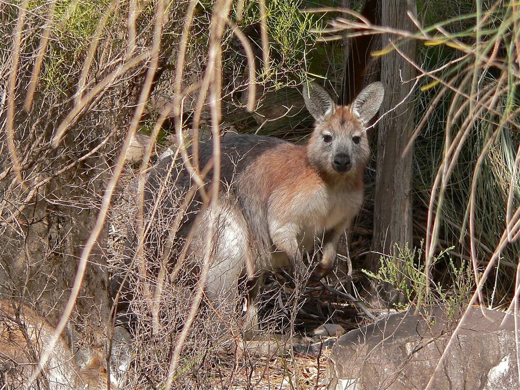 1030x770 Wallaroo Wallpaper. Wallaroo, Desktop