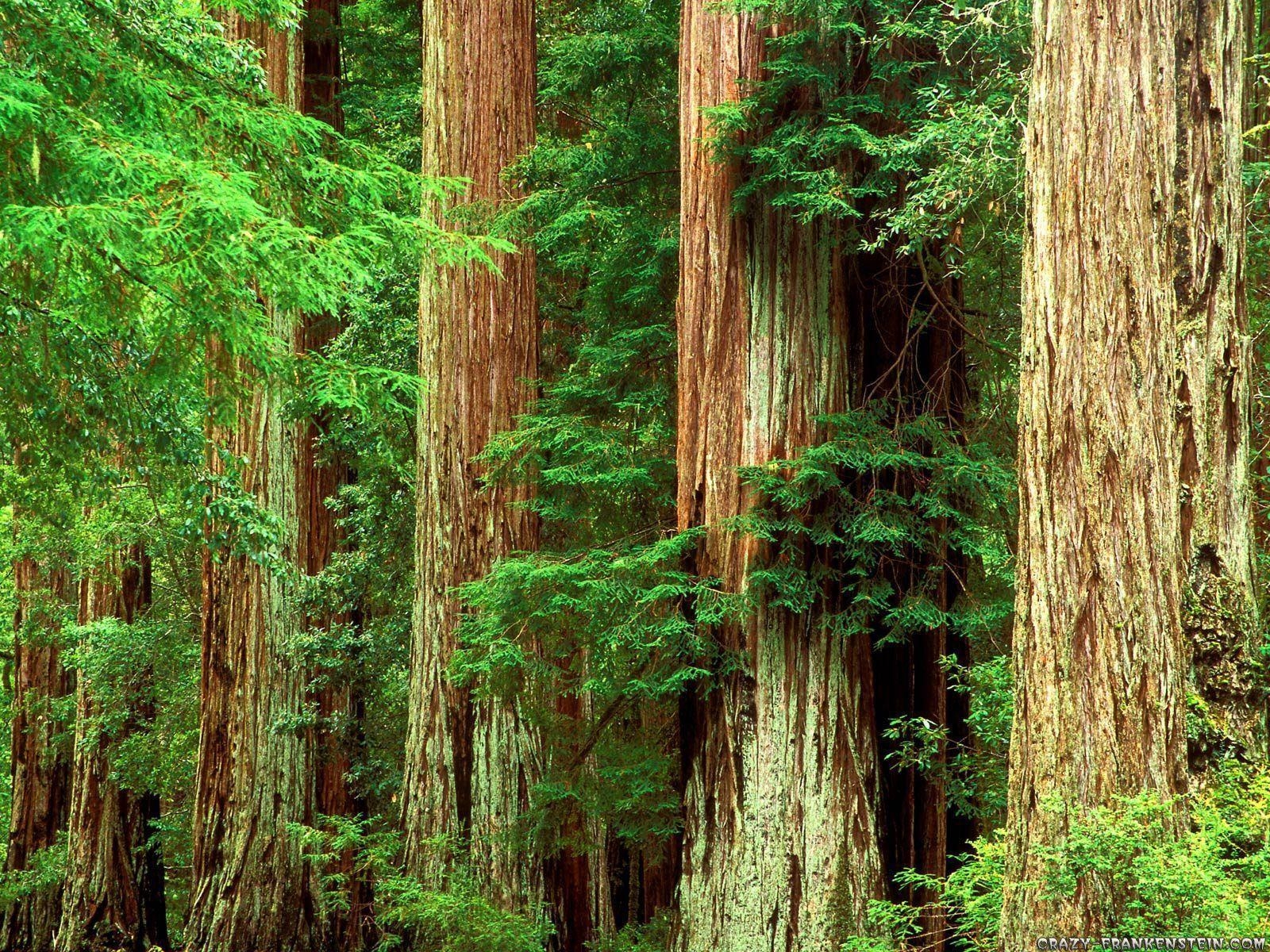 1600x1200 Redwood Forest, Desktop