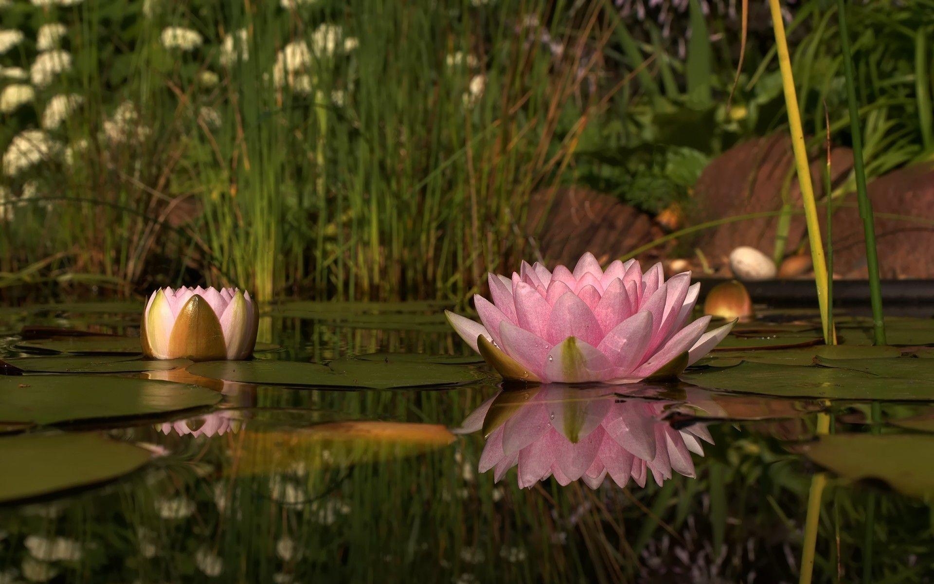 1920x1200 Lotus Flower Wallpaper, Desktop