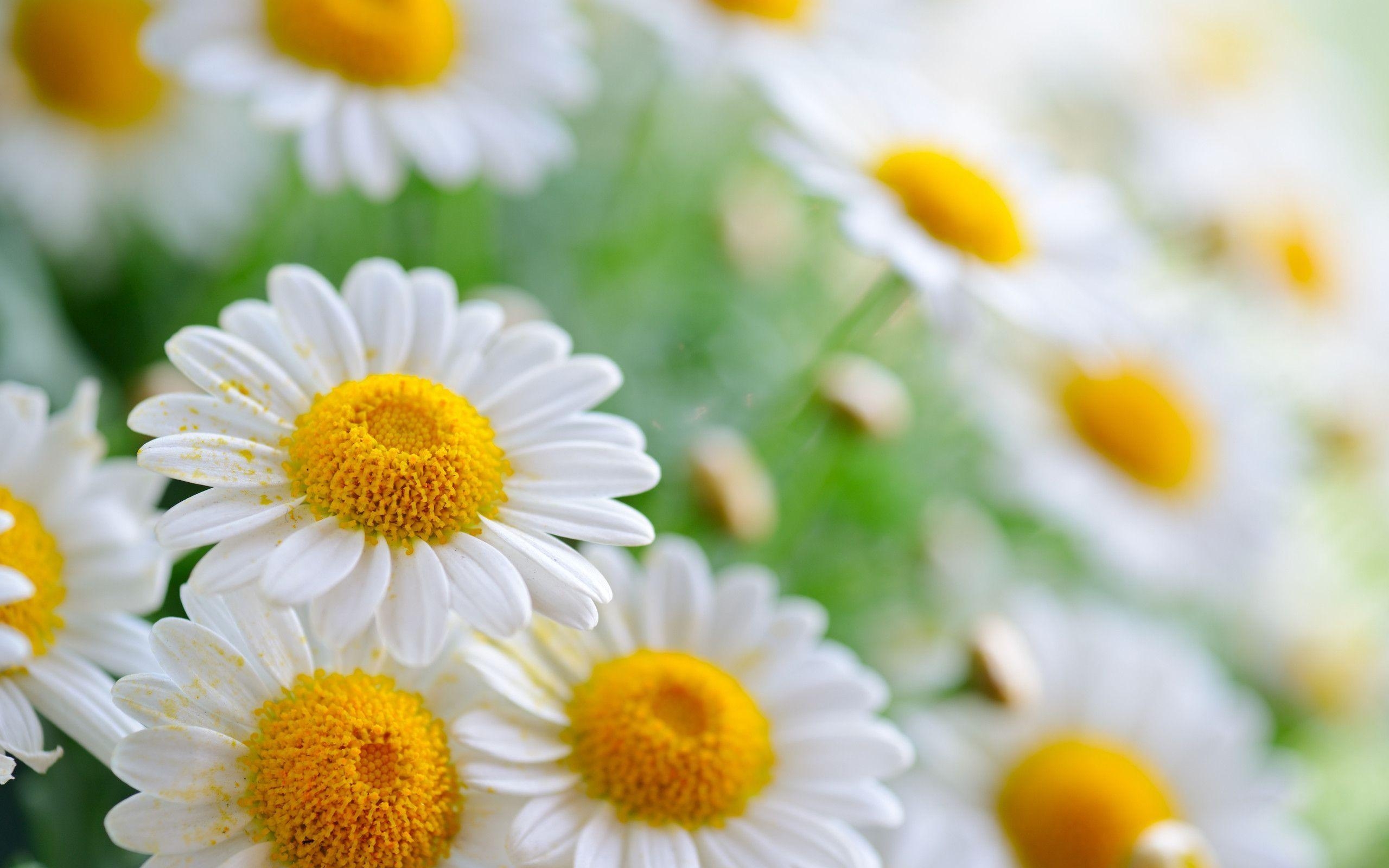 2560x1600 Pollen On Daisy Flower Wallpaper, Desktop