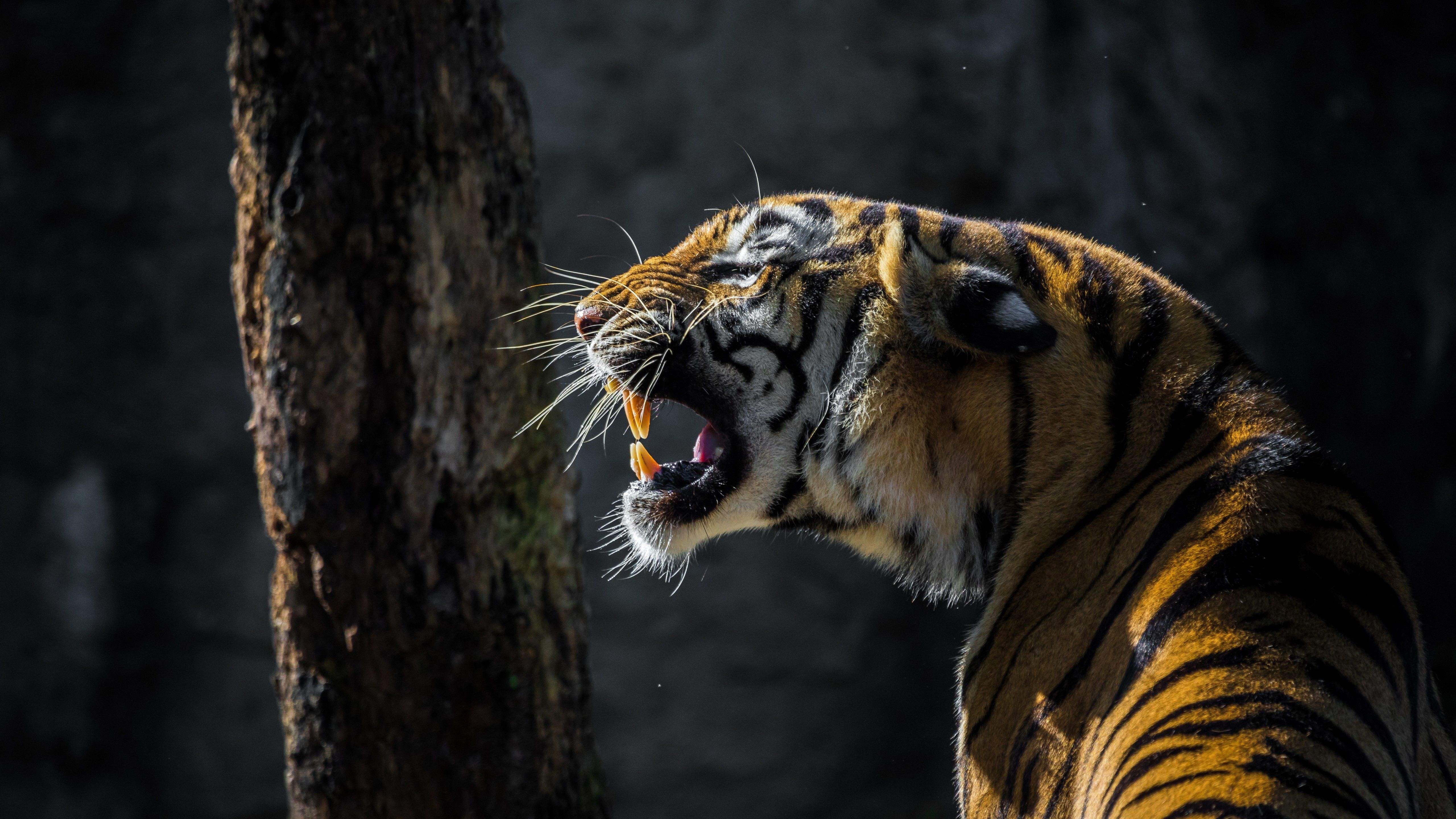 5120x2880 Tiger 4K Wallpaper, Big cat, Roaring, Wildlife, Tree, Forest, Day light, 5K, Animals, Desktop