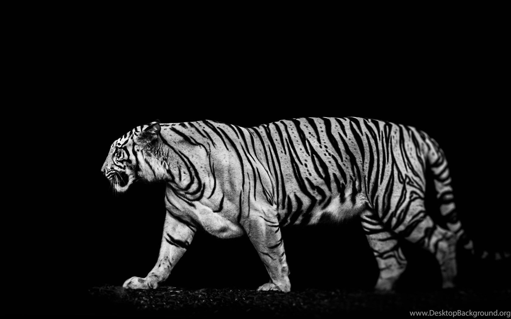 1680x1050 Black And White Tiger Wallpaper Image, Animal Wallpaper Kokean.com Desktop Background, Desktop