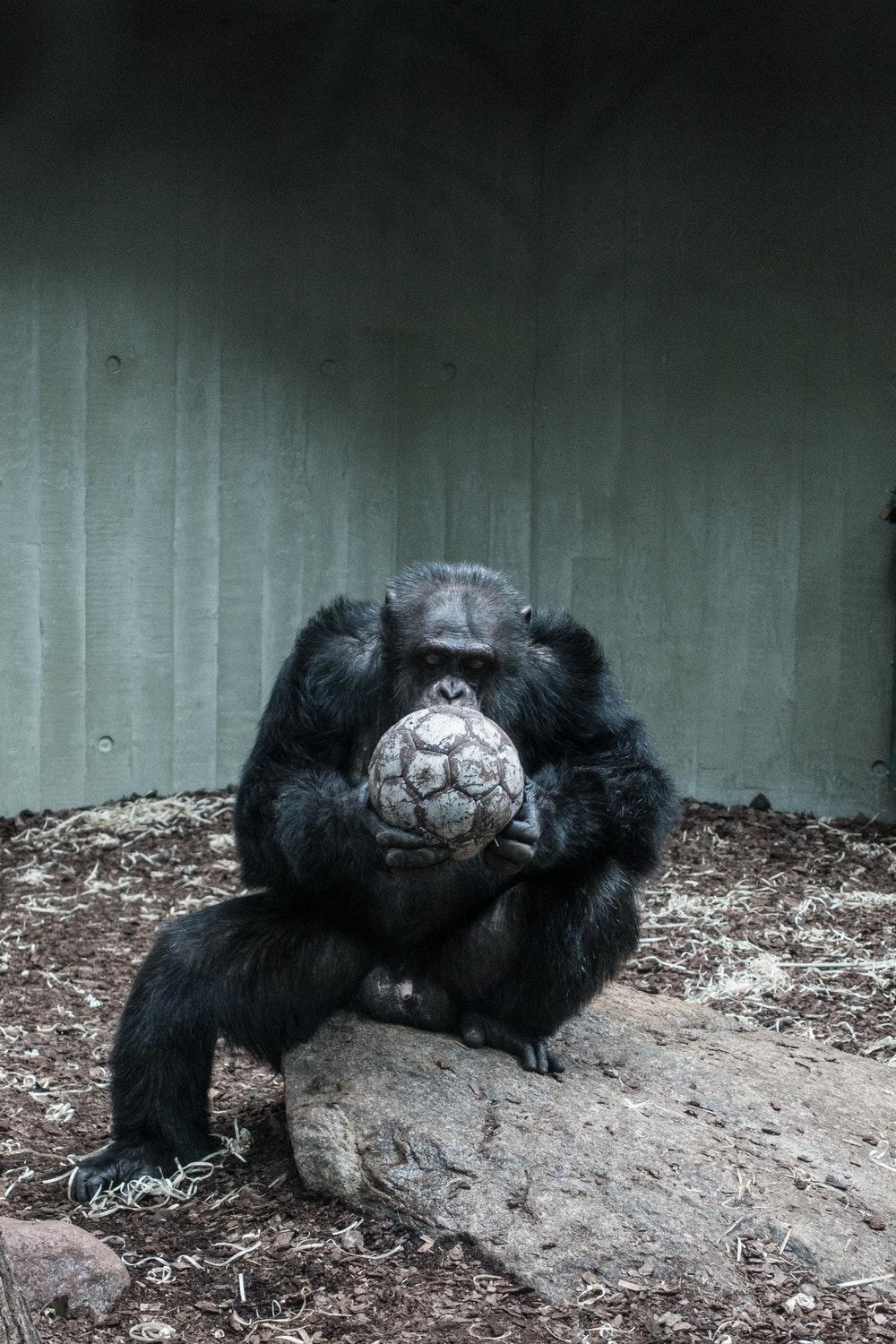 1000x1500 Chimpanzee Picture. Download Free Image, Phone