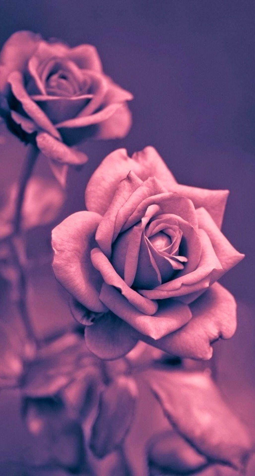 1030x1920 Pretty Rose iPhone Wallpaper Free Pretty Rose iPhone, Phone