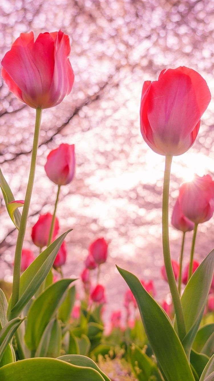 750x1340 Pink Tulips Flowering, Trees, Spring  IPhone 8 7 6 6S Wallpaper, Background, Picture, Image, Phone