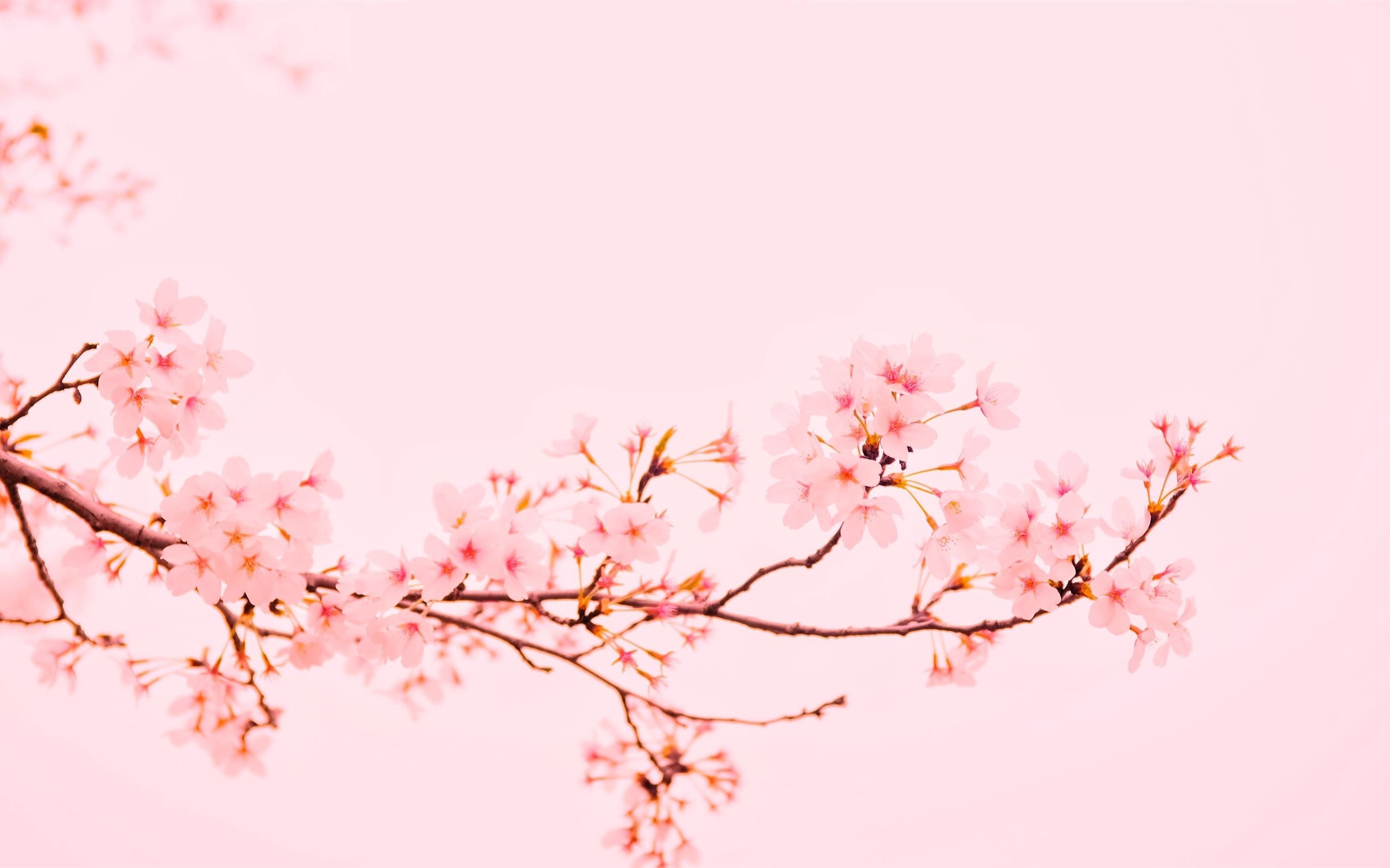 2560x1600 pink flowers at bloom MacBook Air Wallpaper Download, Desktop