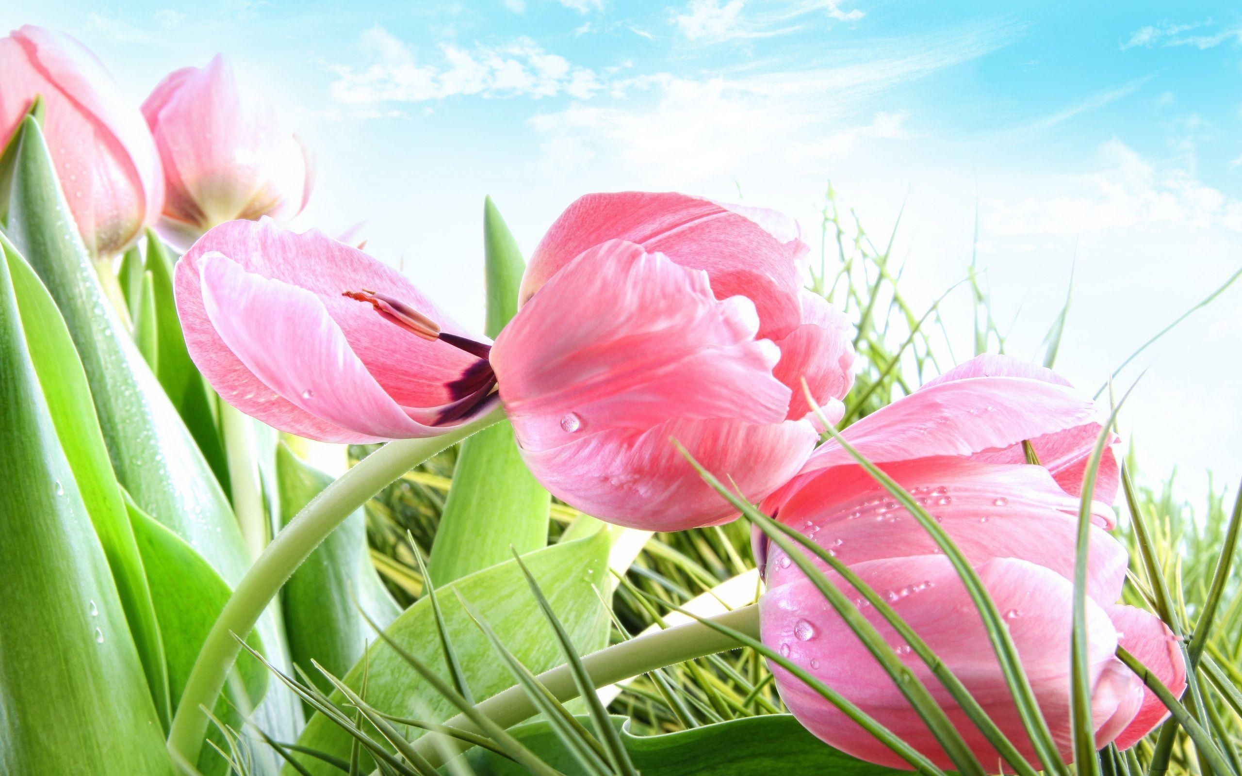 2560x1600 Beautiful Pink Tulip Wallpaper, Desktop