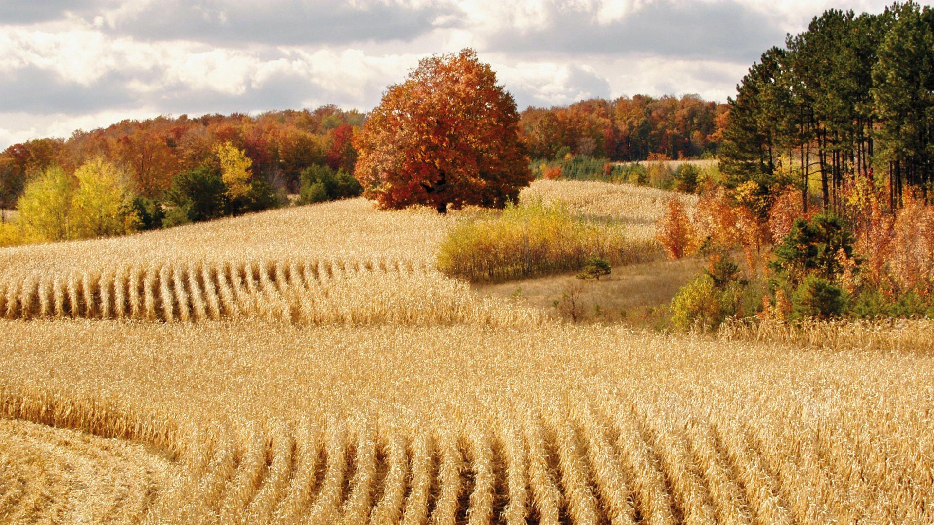 1920x1080 Beautiful Harvest Wallpaper 37759  px, Desktop