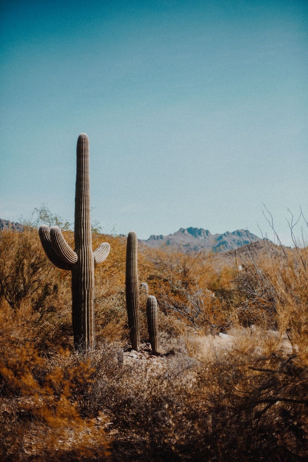 1000x1500 Arizona Desert Picture [HD]. Download Free Image, Phone