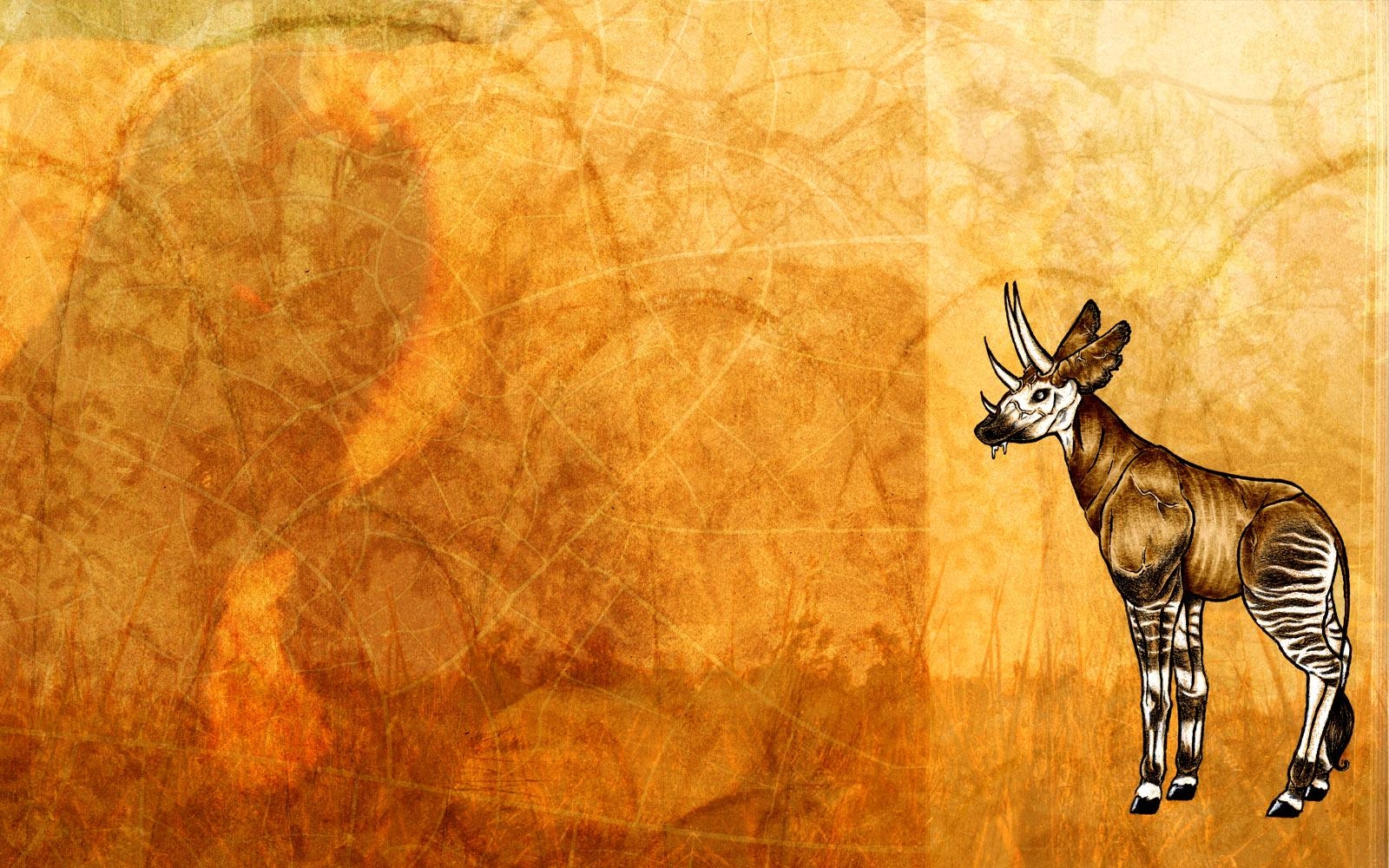 1600x1000 Okapi Background. Okapi Wallpaper, Desktop