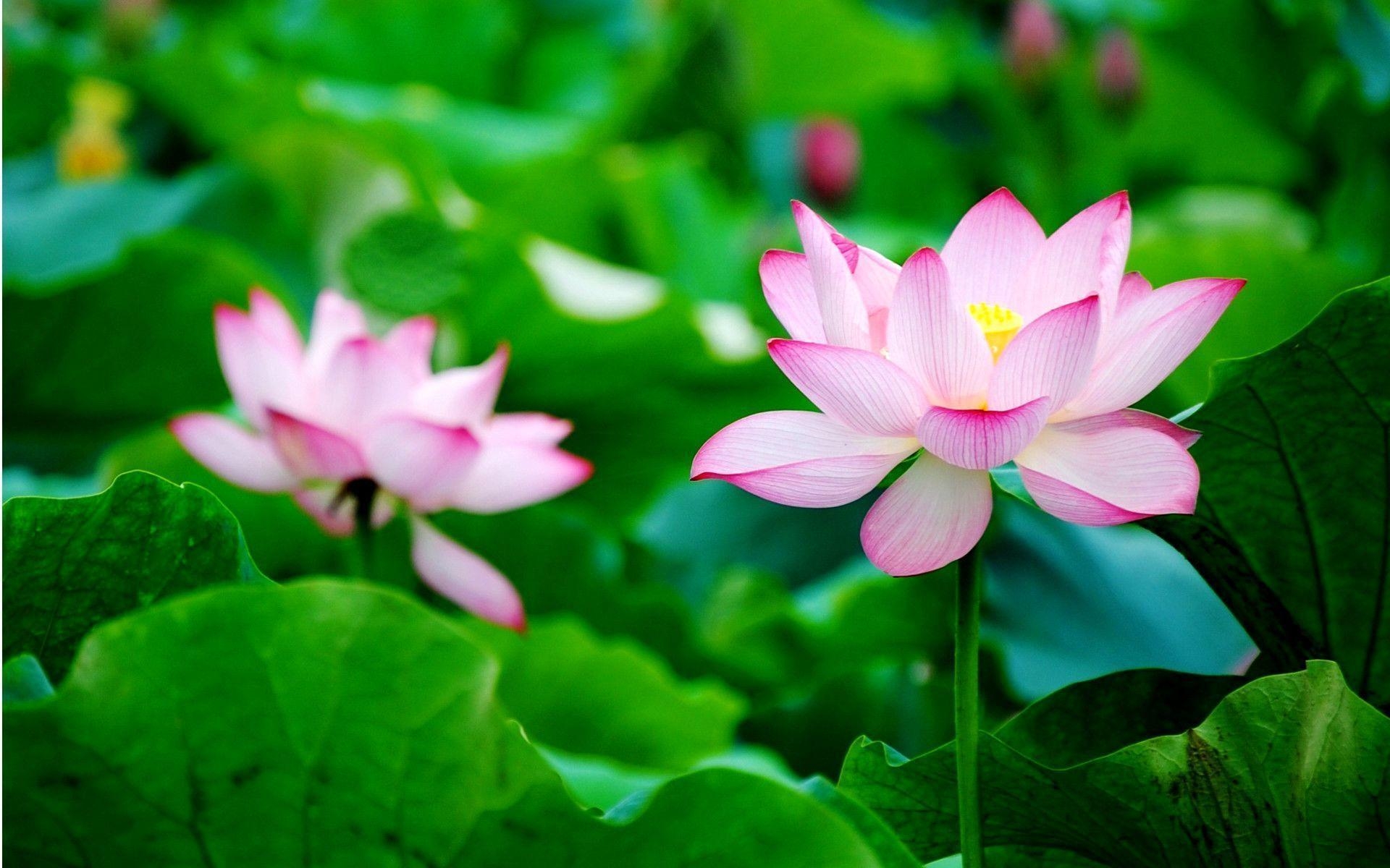 1920x1200 Lotus lotus flower wallpaper for desktop, Desktop