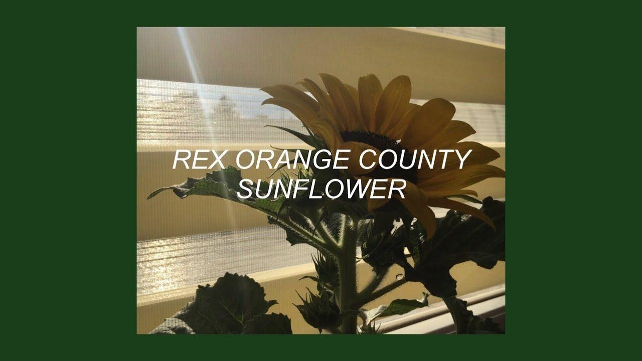 1280x720 SUNFLOWER // REX ORANGE COUNTY (LYRICS). music. Orange, Desktop