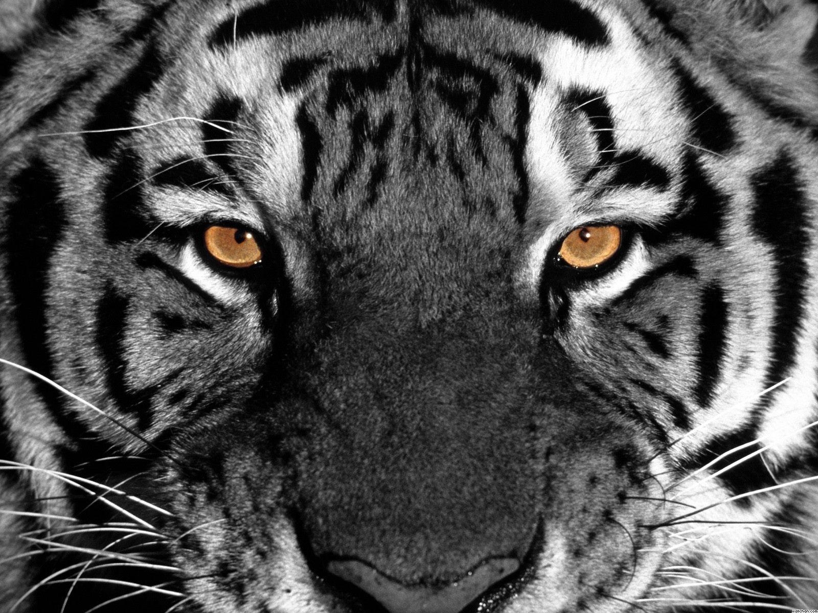 1600x1200 Tiger Eyes Wallpaper, Desktop