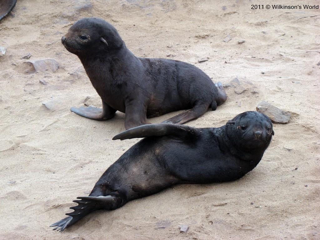 1030x770 eared seals. Wilkinson's World, Desktop