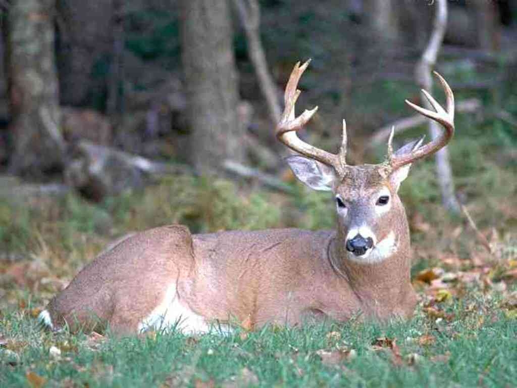 1030x770 Big Buck Wallpaper Desktop, Desktop