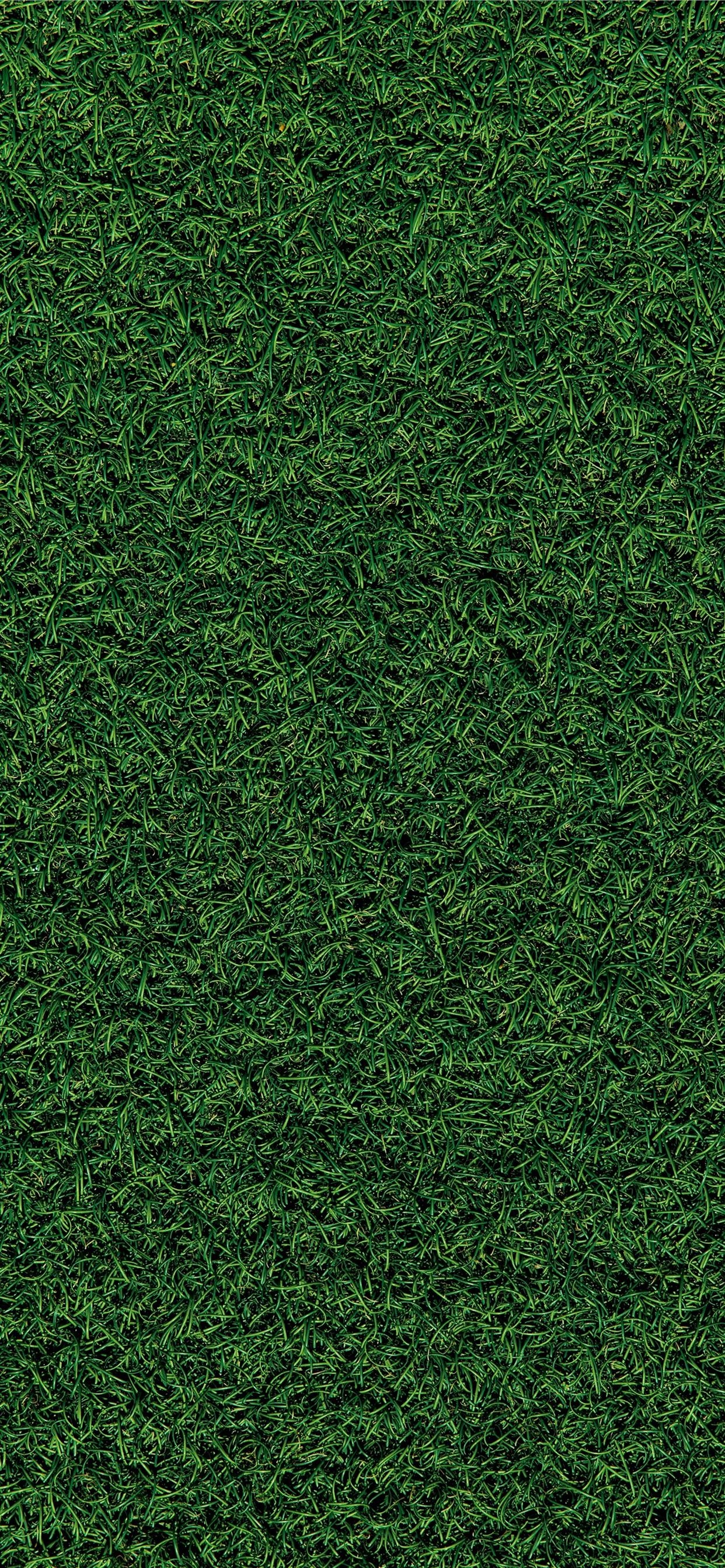 1250x2690 green grass field during daytime iPhone Wallpaper Free Download, Phone