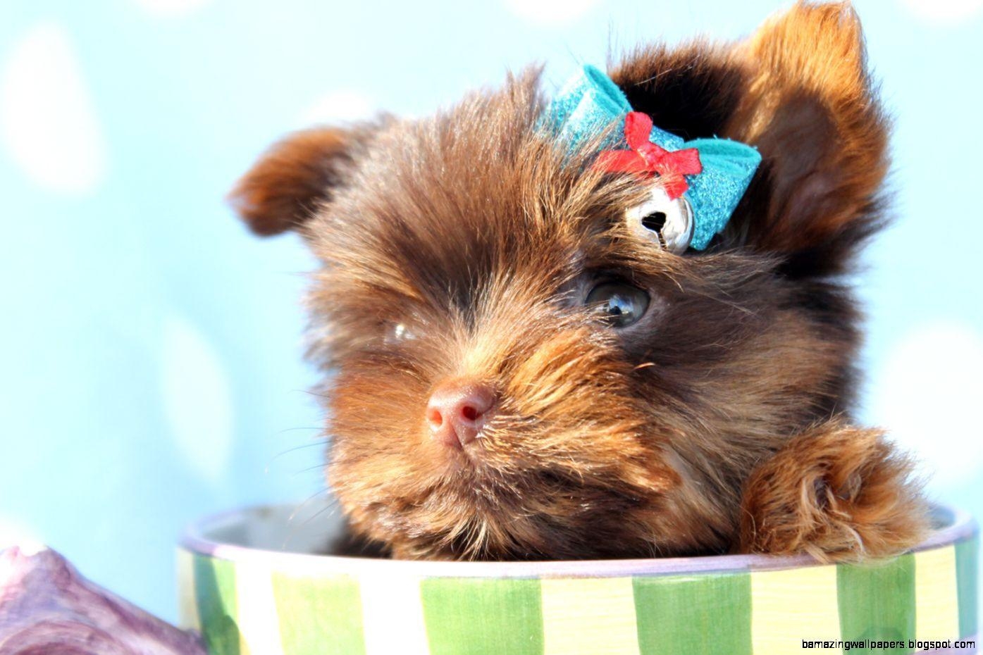 1400x930 px Teacup Yorkie Wallpaper, Desktop