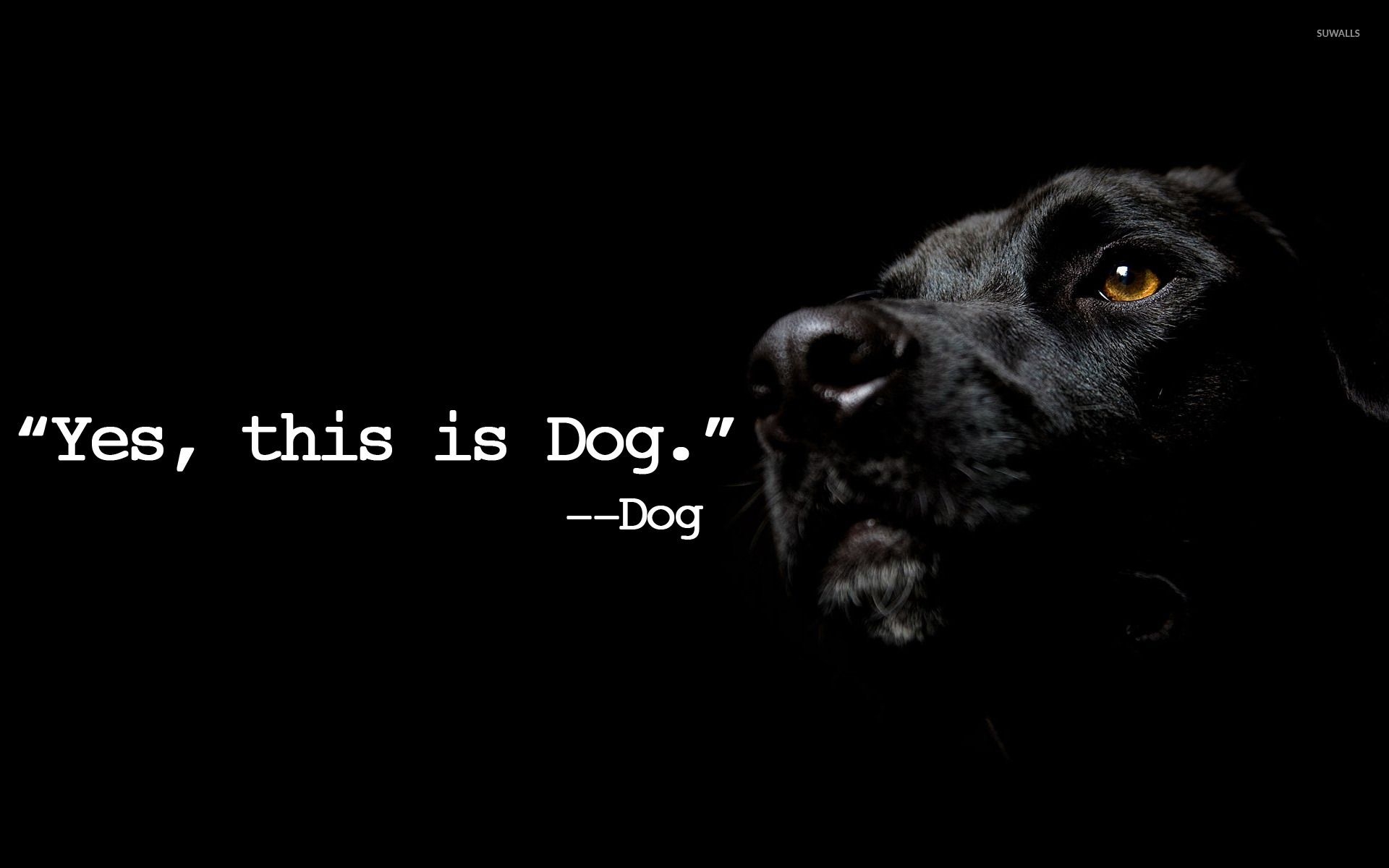 1920x1200 Yes, this is Dog wallpaper wallpaper, Desktop