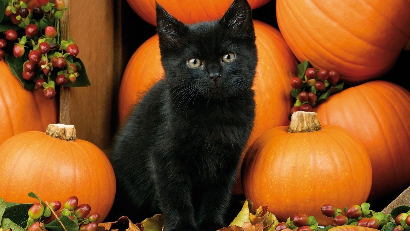 1370x770 Kitten Autumn Fall Black Halloween Pumpkins Cat Leaves Berries Wallpaper Beautiful. Black cat halloween, Fall cats, Black kitten, Desktop