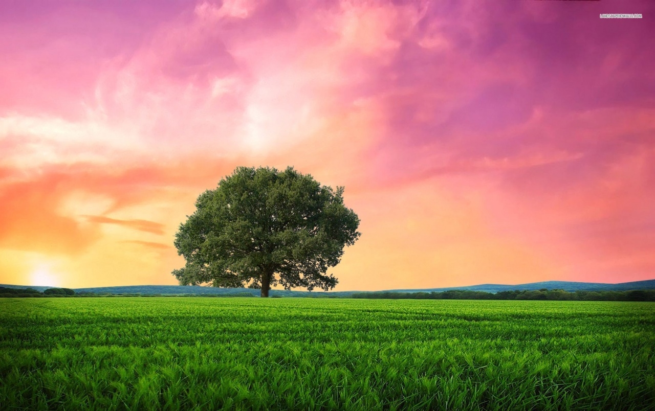 1280x810 Pink Sunrise Tree Grass Field wallpaper. Pink Sunrise Tree Grass Field, Desktop