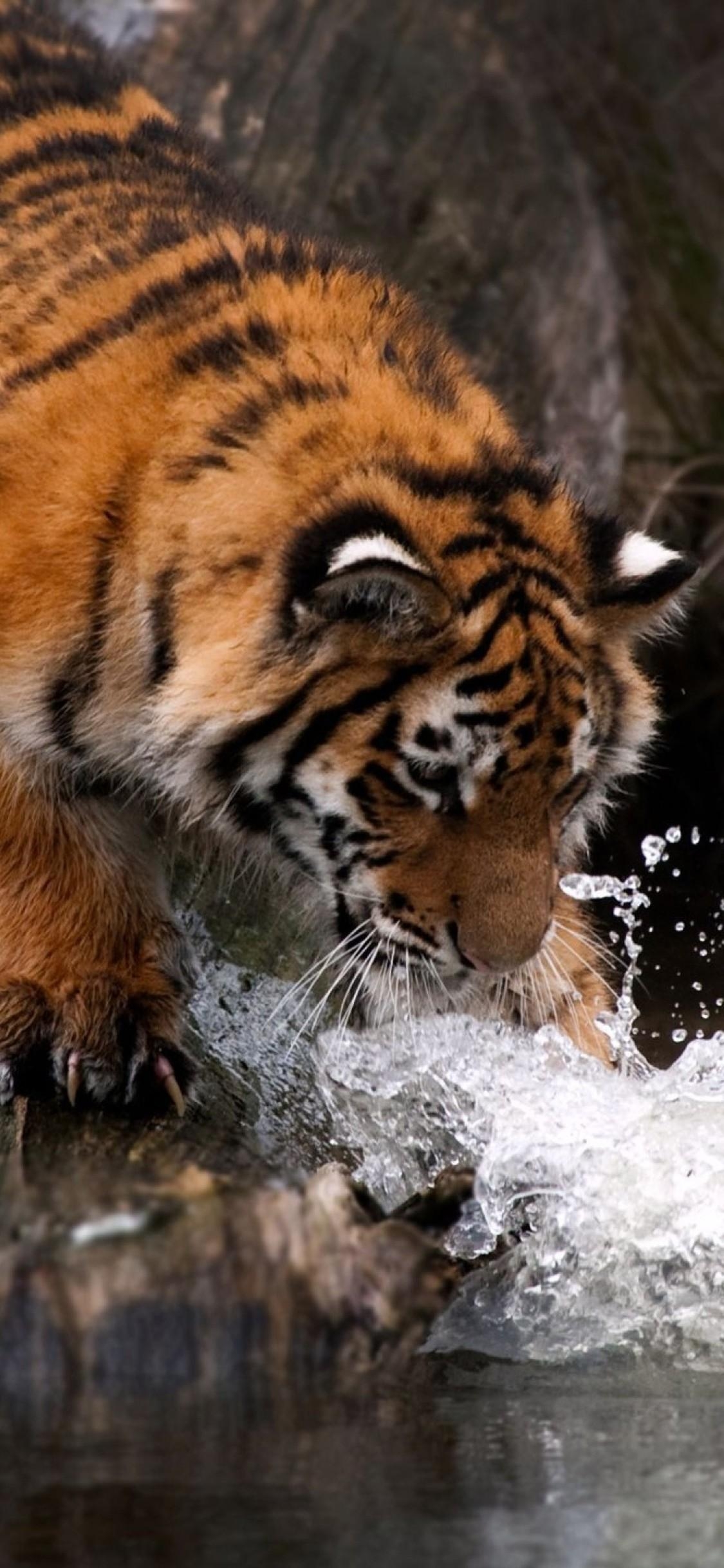 1130x2440 Tiger Water 4k iPhone XS, iPhone iPhone X HD 4k, Phone