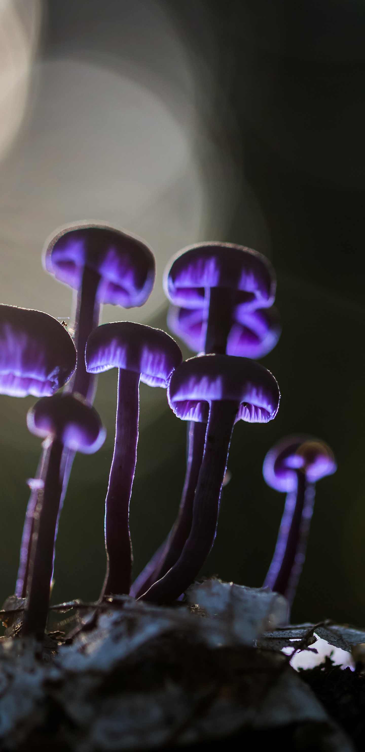 1440x2960 Mushrooms Purple Glowing 5k Samsung Galaxy Note S S SQHD HD 4k Wallpaper, Image, Background, Photo and Picture, Phone