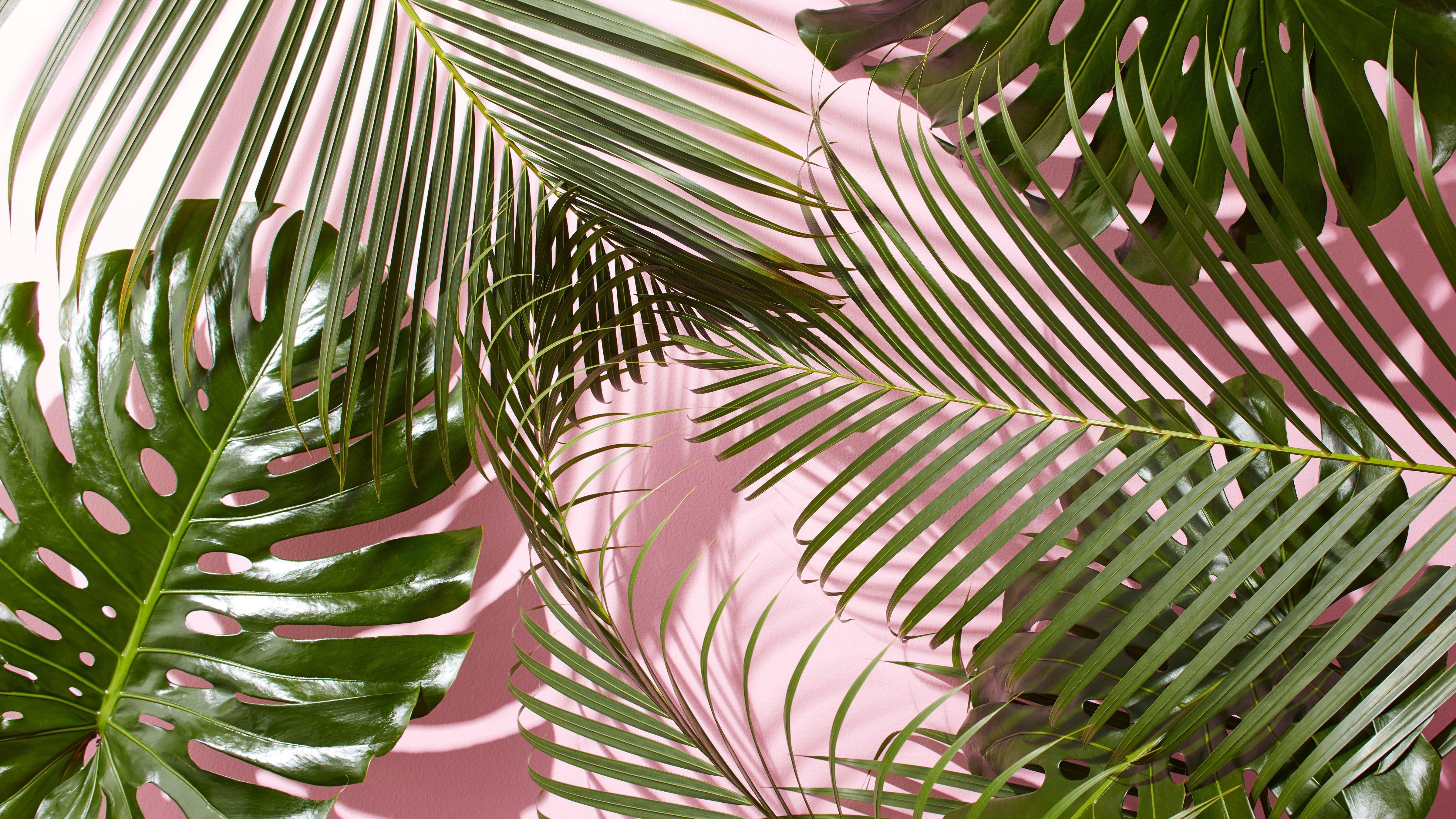 4800x2700 Tropical Aesthetic Wallpaper Free Tropical Aesthetic, Desktop