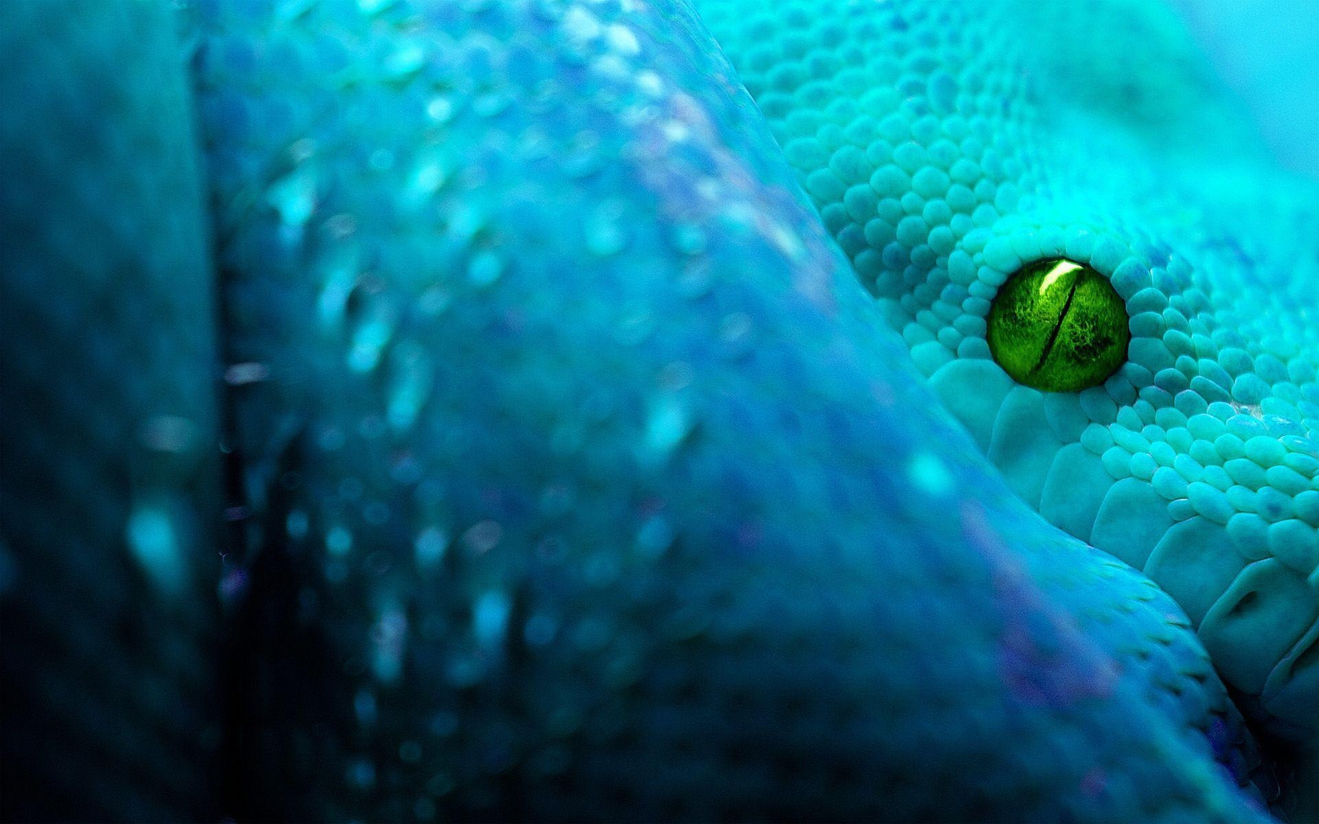 1920x1200 Snake HD Wallpaper Free Download. HD Free Wallpaper Download, Desktop