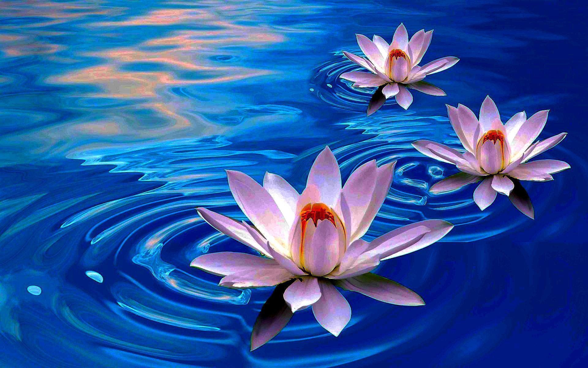 1920x1200 Lotus Flowers HD Wallpaper, Desktop