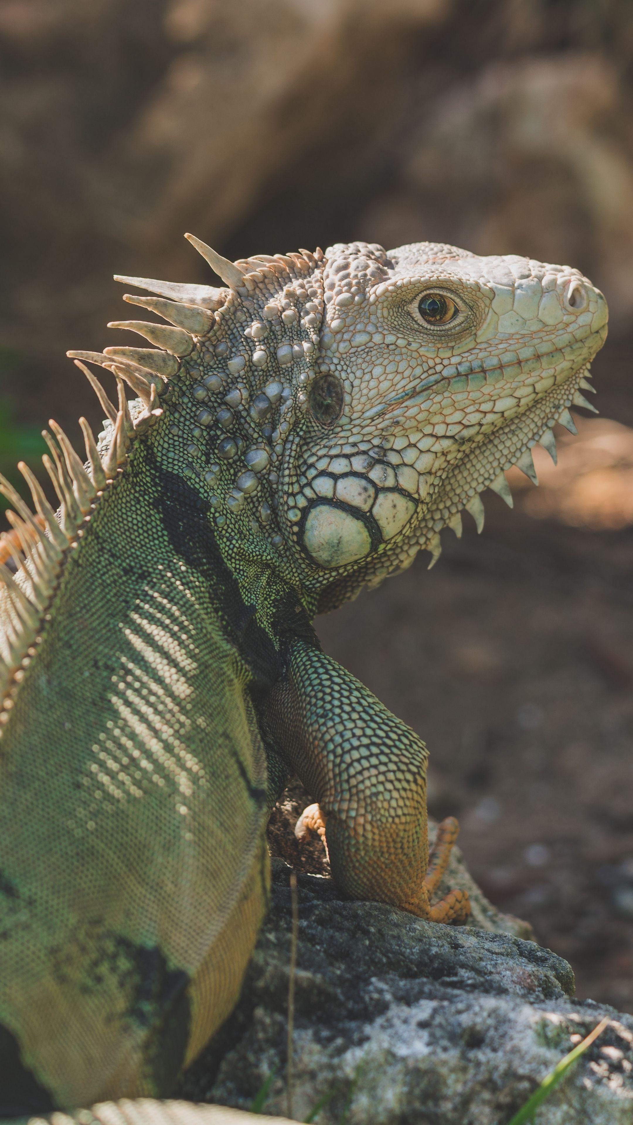 2160x3840 Animals #iguana #reptile #pangolin #wallpaper HD 4k background, Phone