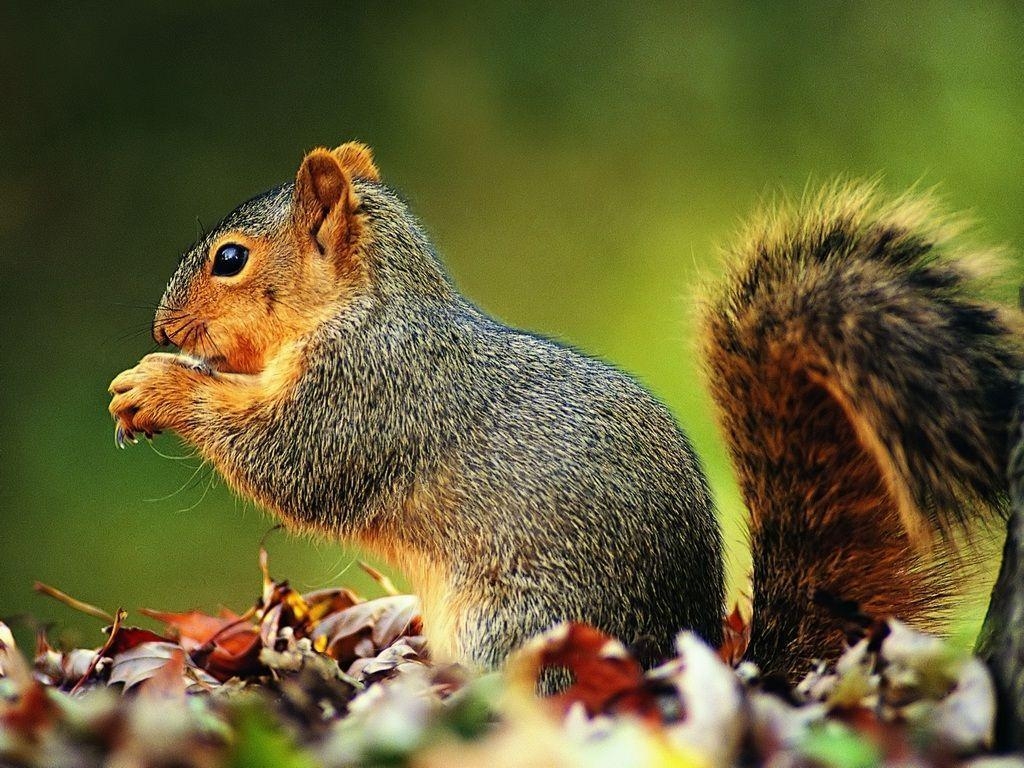 1030x770 Cute Squirrel HD Wallpaper Wallpaper Inn, Desktop