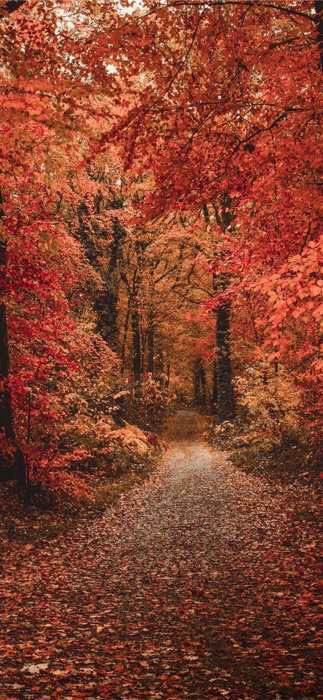 640x1390 iPhone Xr Wallpaper Autumn, Phone