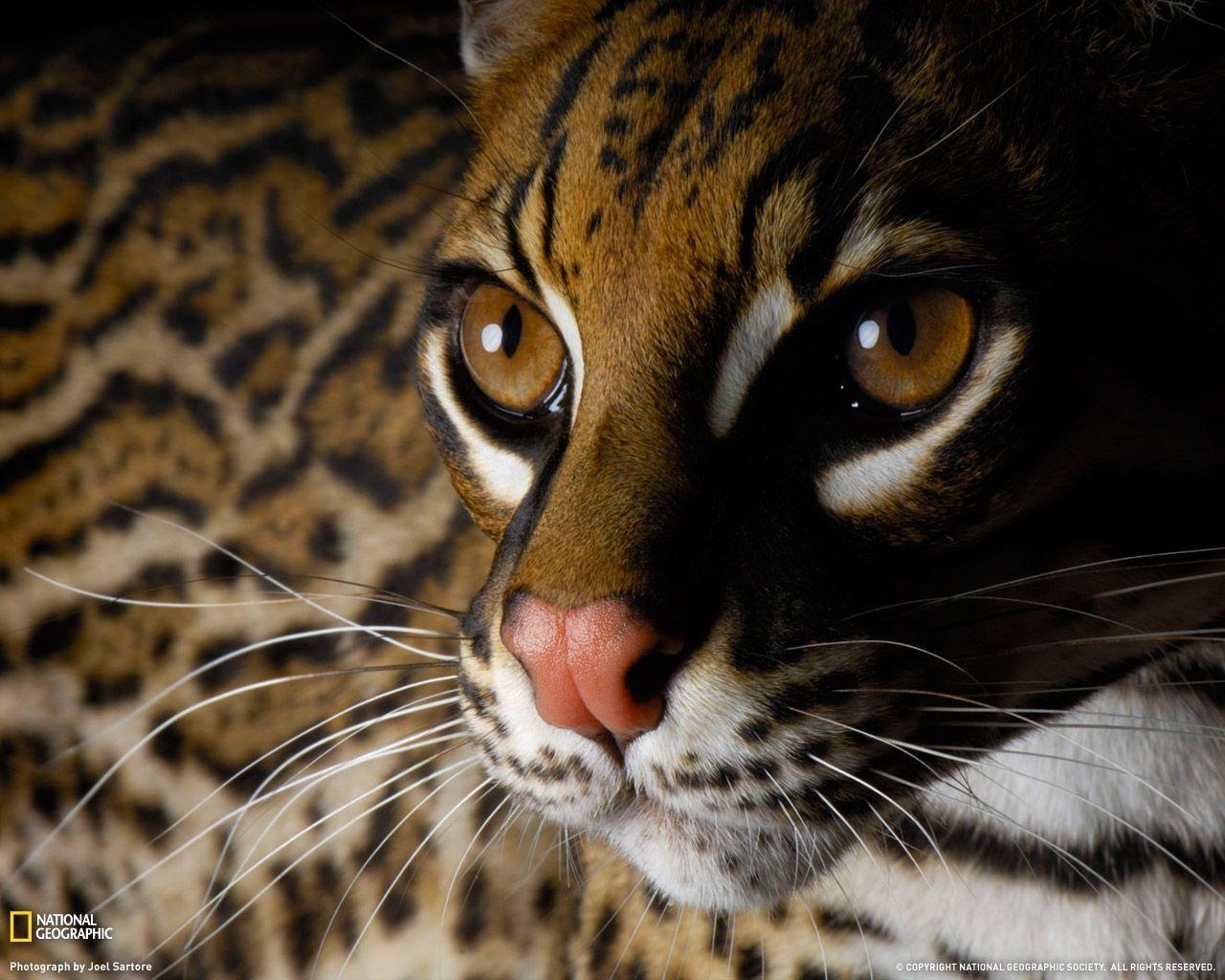 1280x1030 Ocelot Picture, San Diego Zoo Wallpaper - National Geographic, Desktop