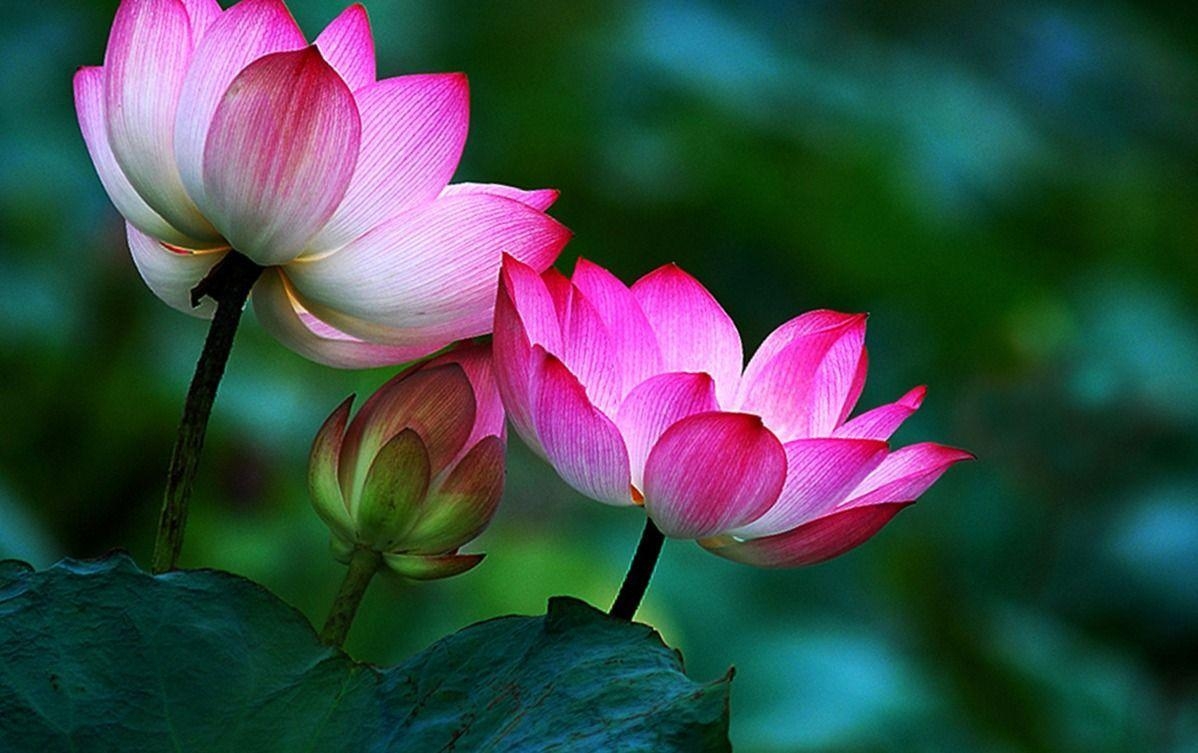 1200x760 lotus flower buddha 7 wallpaper background HD. Flowers, Desktop