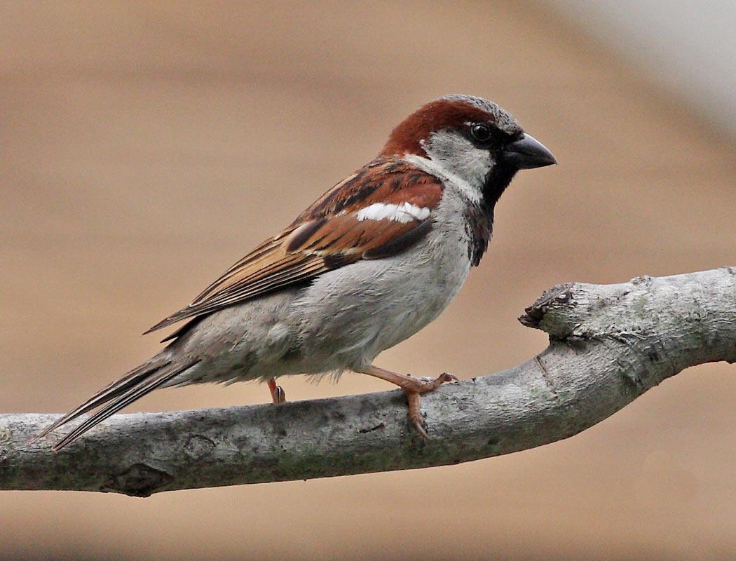 1050x800 Free Download Wallpaper HD, sparrow bird high resolution full HD, Desktop