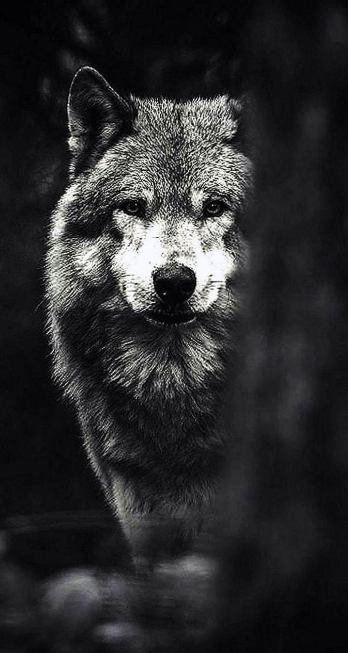 720x1350 Black Wolf IPhone Wallpaper HD Wallpaper.pro. IPhone Wallpaper Wolf, Wolf Wallpaper, Animal Wallpaper, Phone