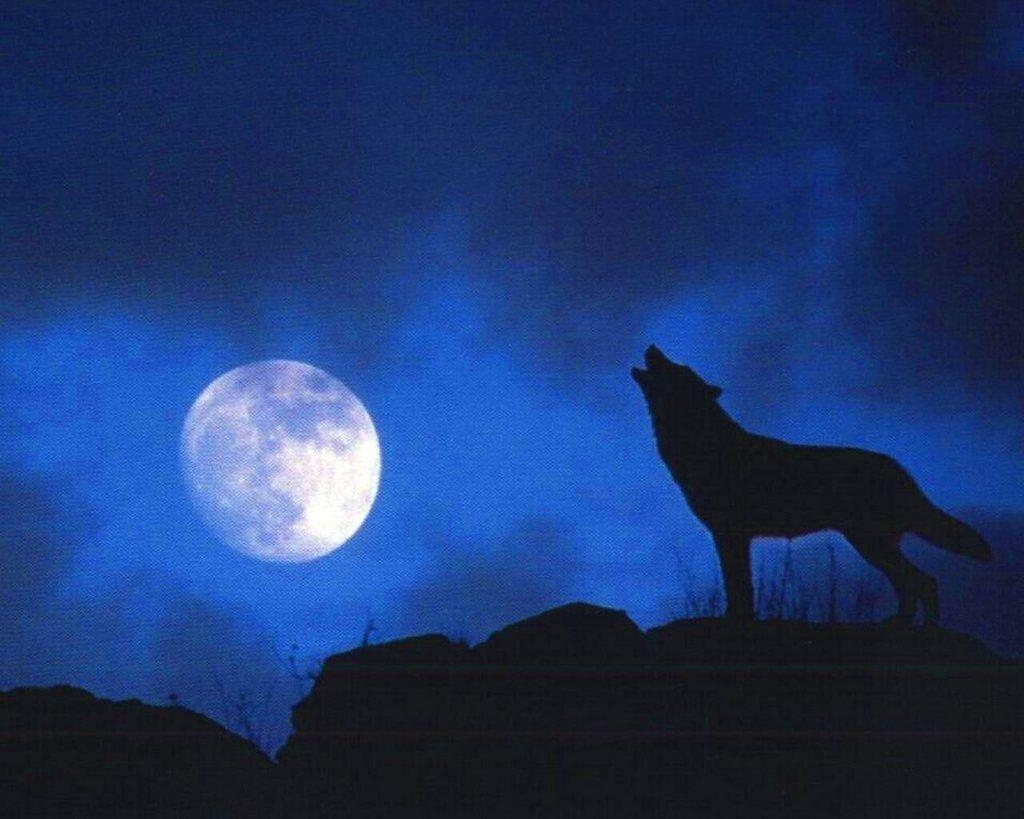 1030x820 Wallpaper For > Blue Moon Wolf Wallpaper, Desktop