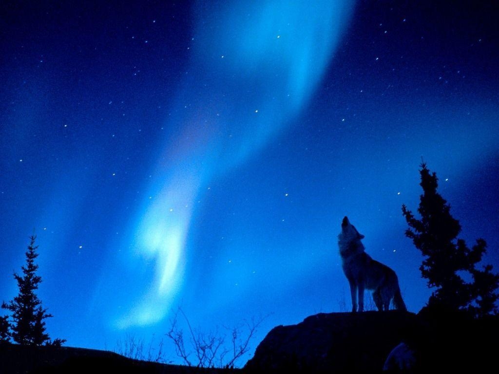 1030x770 Wolf Howling Wallpaper HD, Desktop